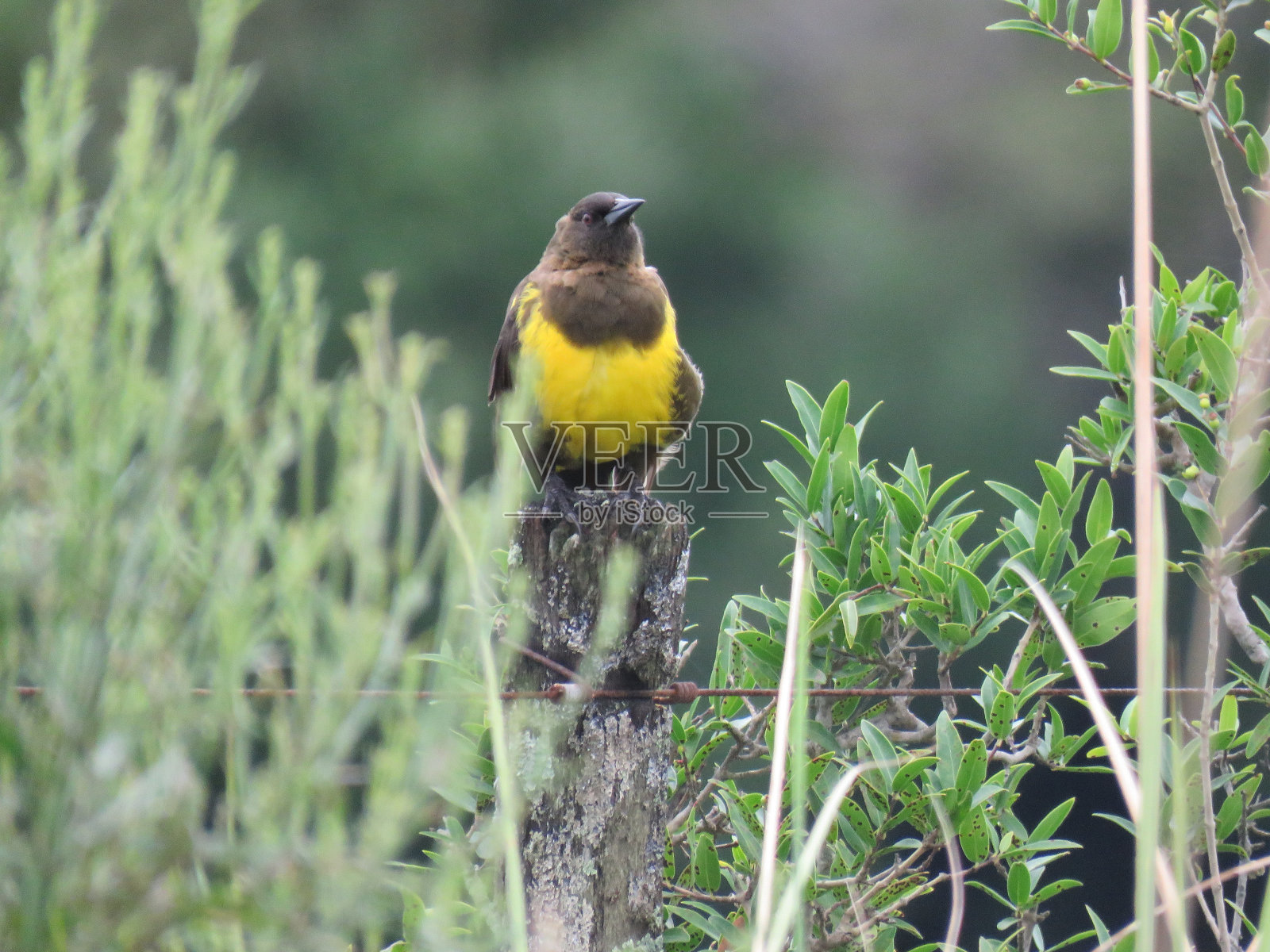 Yellow-rumped Marshbird照片摄影图片