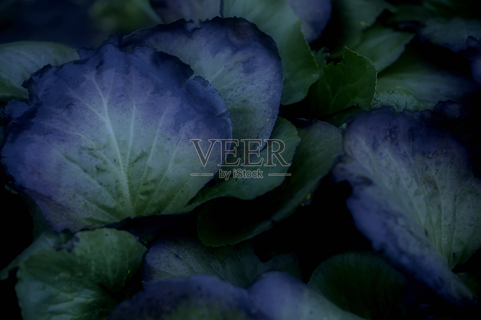 深色的叶子是绿色的，边缘是蓝色的。灰暗的花卉背景。照片摄影图片