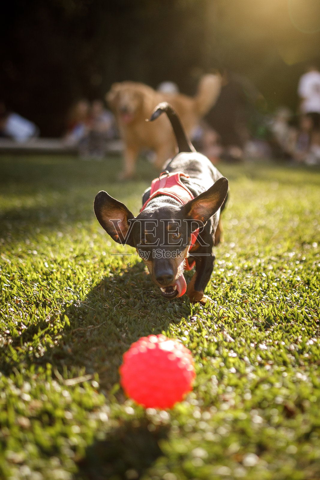 腊肠犬在公园里追球照片摄影图片