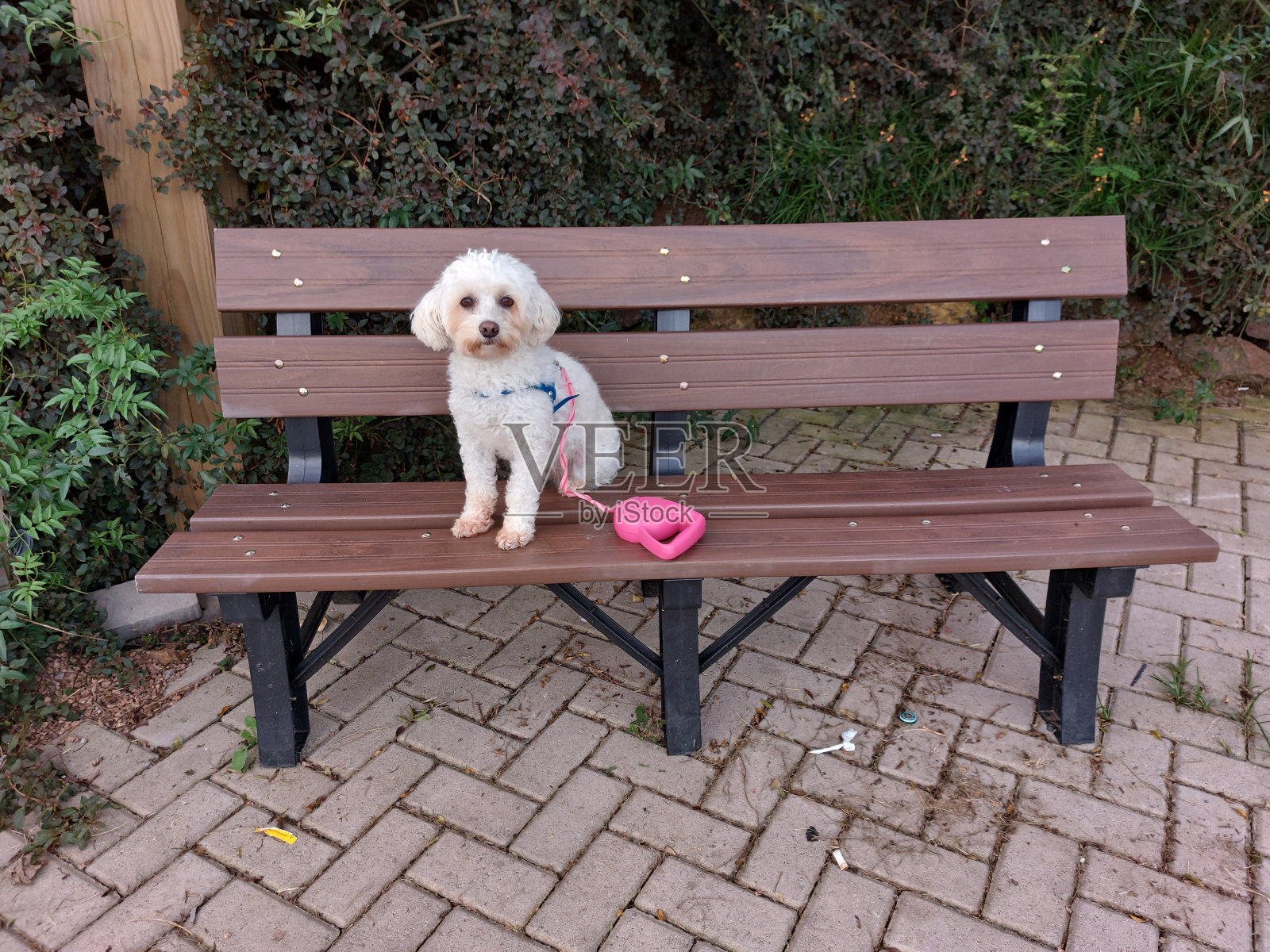 小狗坐在长凳上照片摄影图片