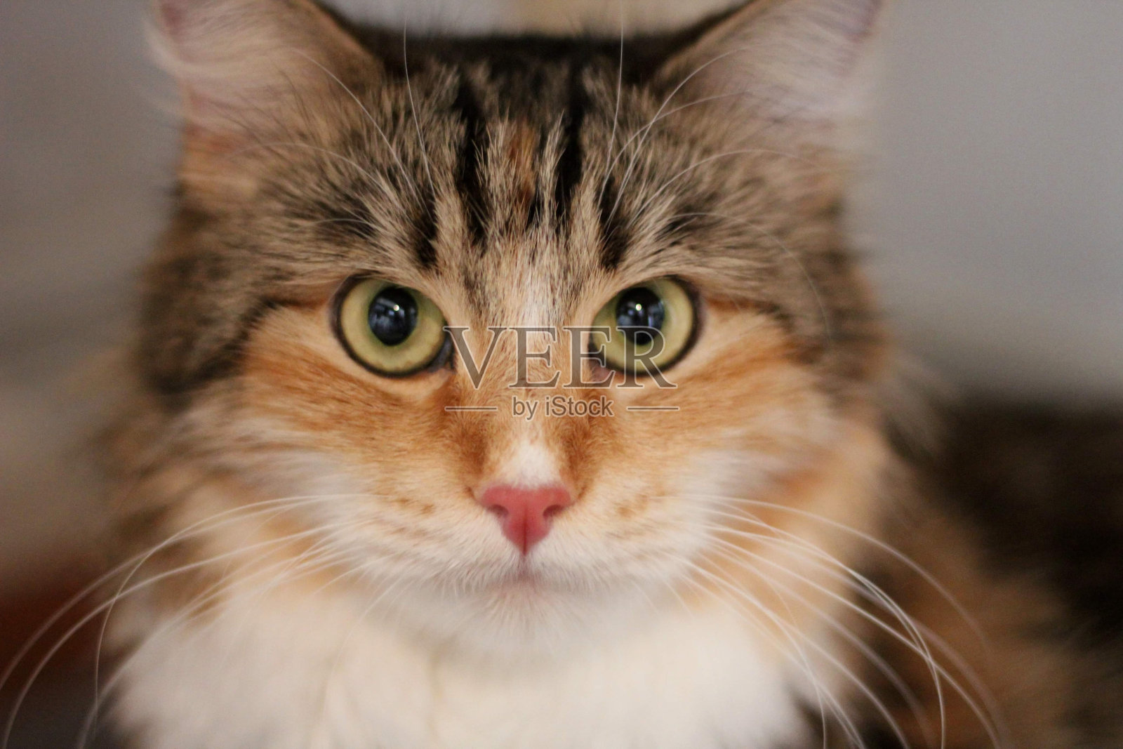 一只毛茸茸的西伯利亚猫照片摄影图片