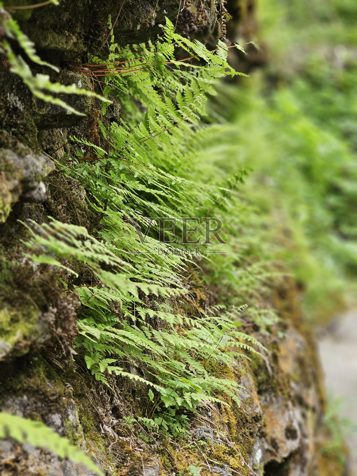 岩石上的绿色植物照片摄影图片