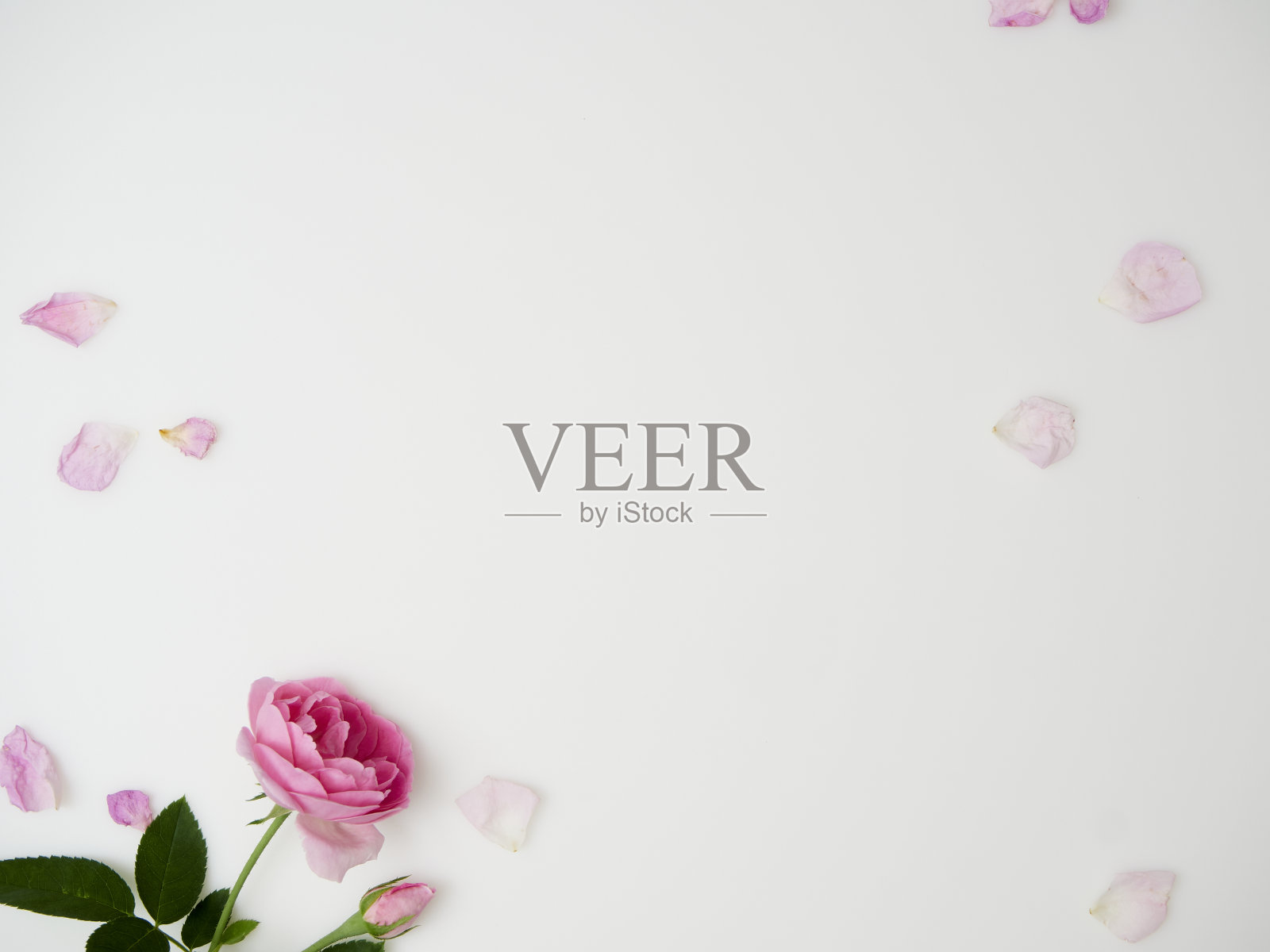 白色背景上的美丽玫瑰俯视图照片摄影图片