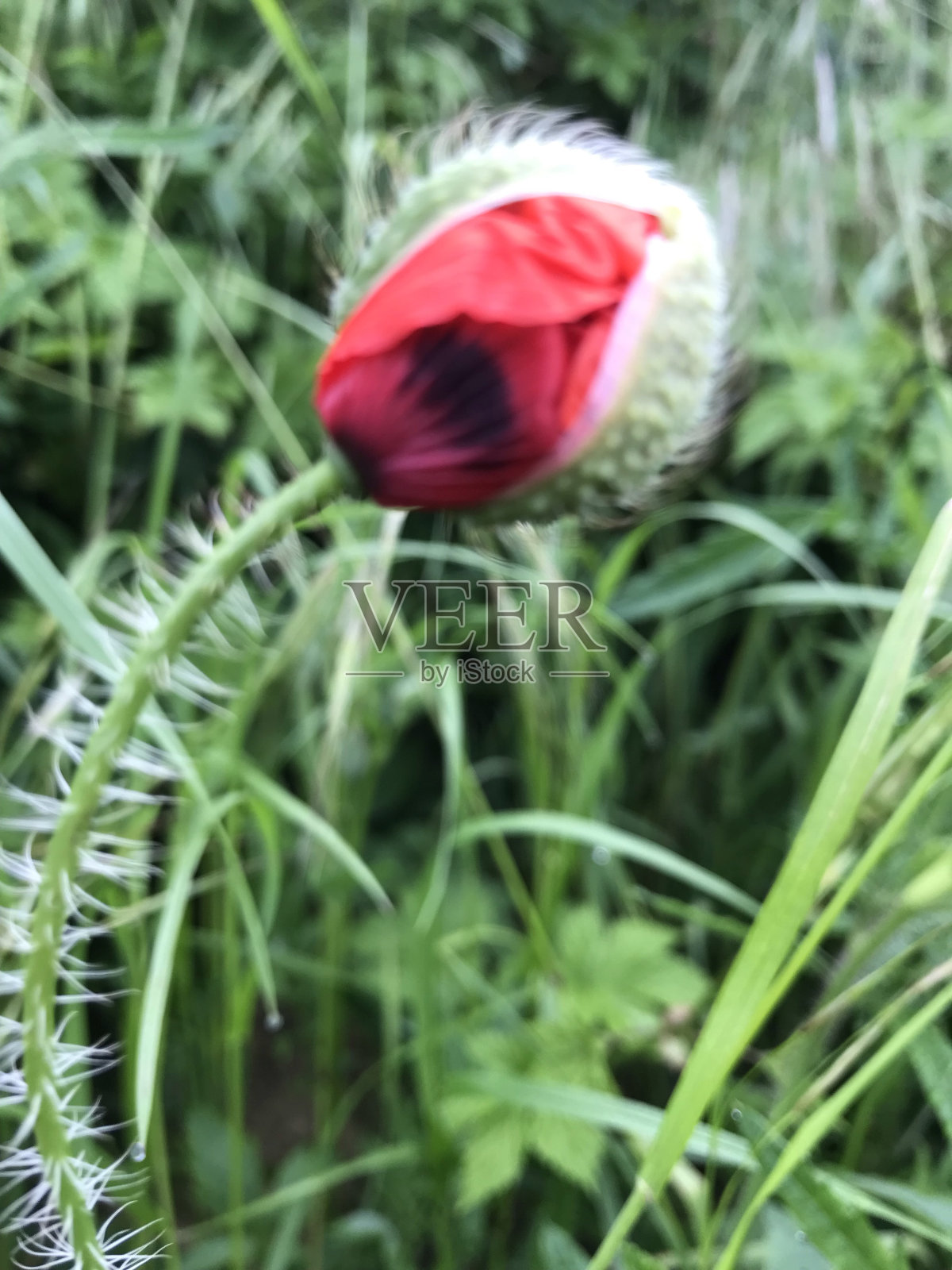 罂粟照片摄影图片