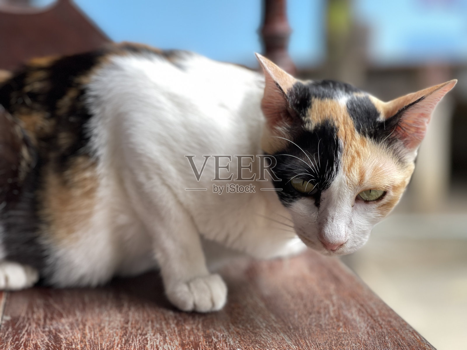 那只猫照片摄影图片