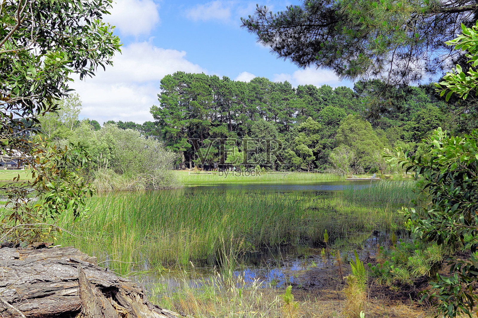 拉拉拉拉，澳大利亚维多利亚照片摄影图片