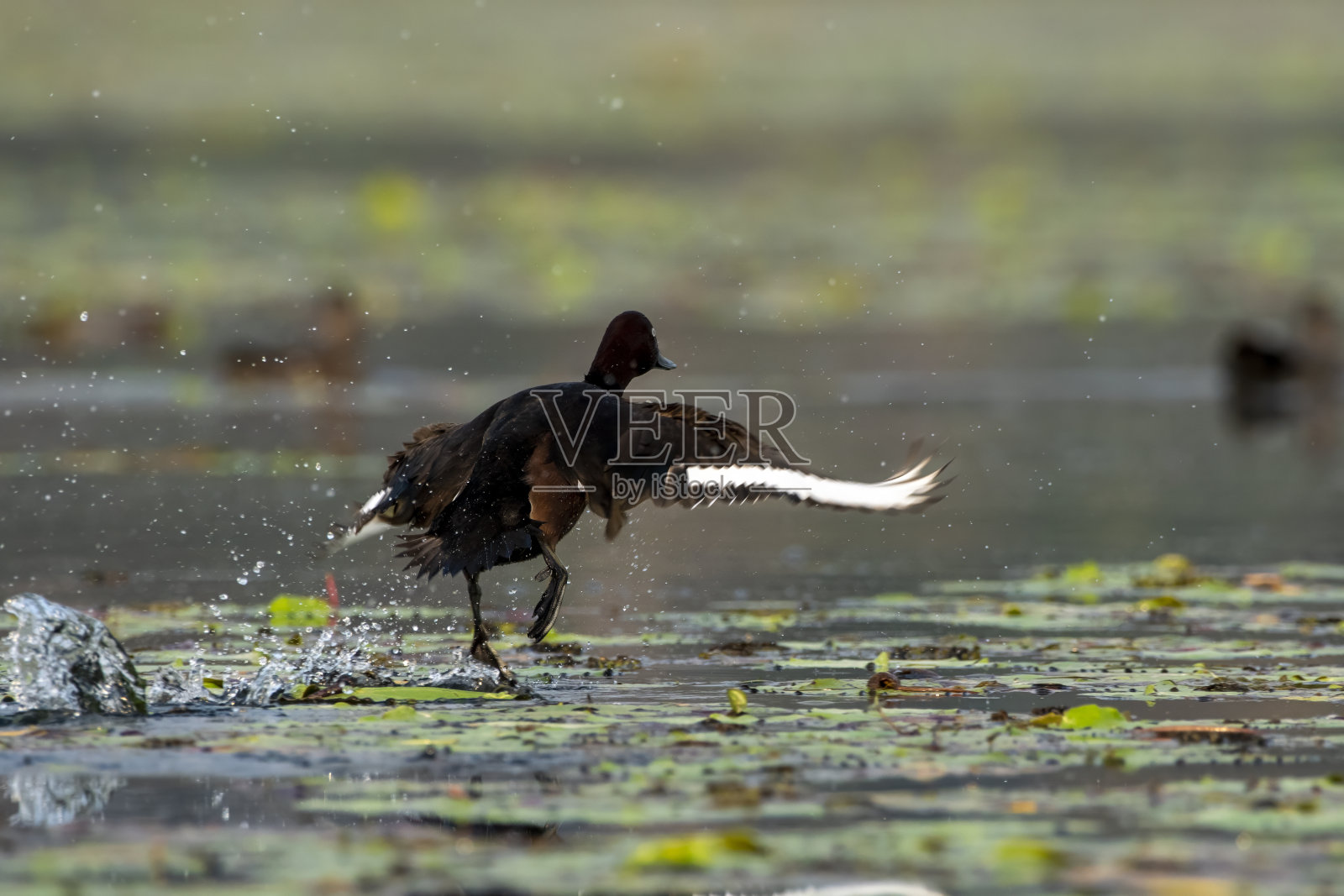 在印度西孟加拉邦的加约尔达巴观察到的铁色鸭或Aythya nyroca照片摄影图片