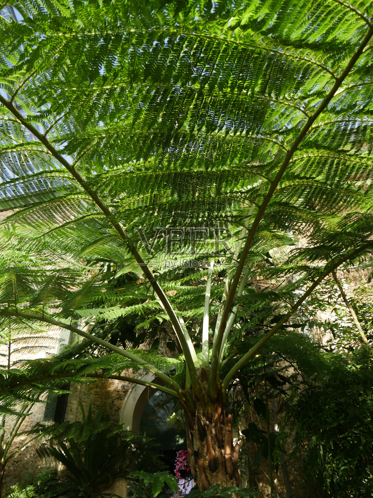 Dicksonia南极洲照片摄影图片