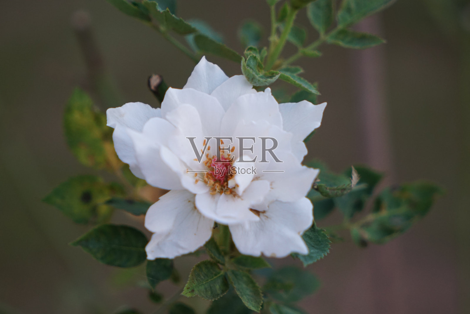 白玫瑰-加布里埃尔照片摄影图片