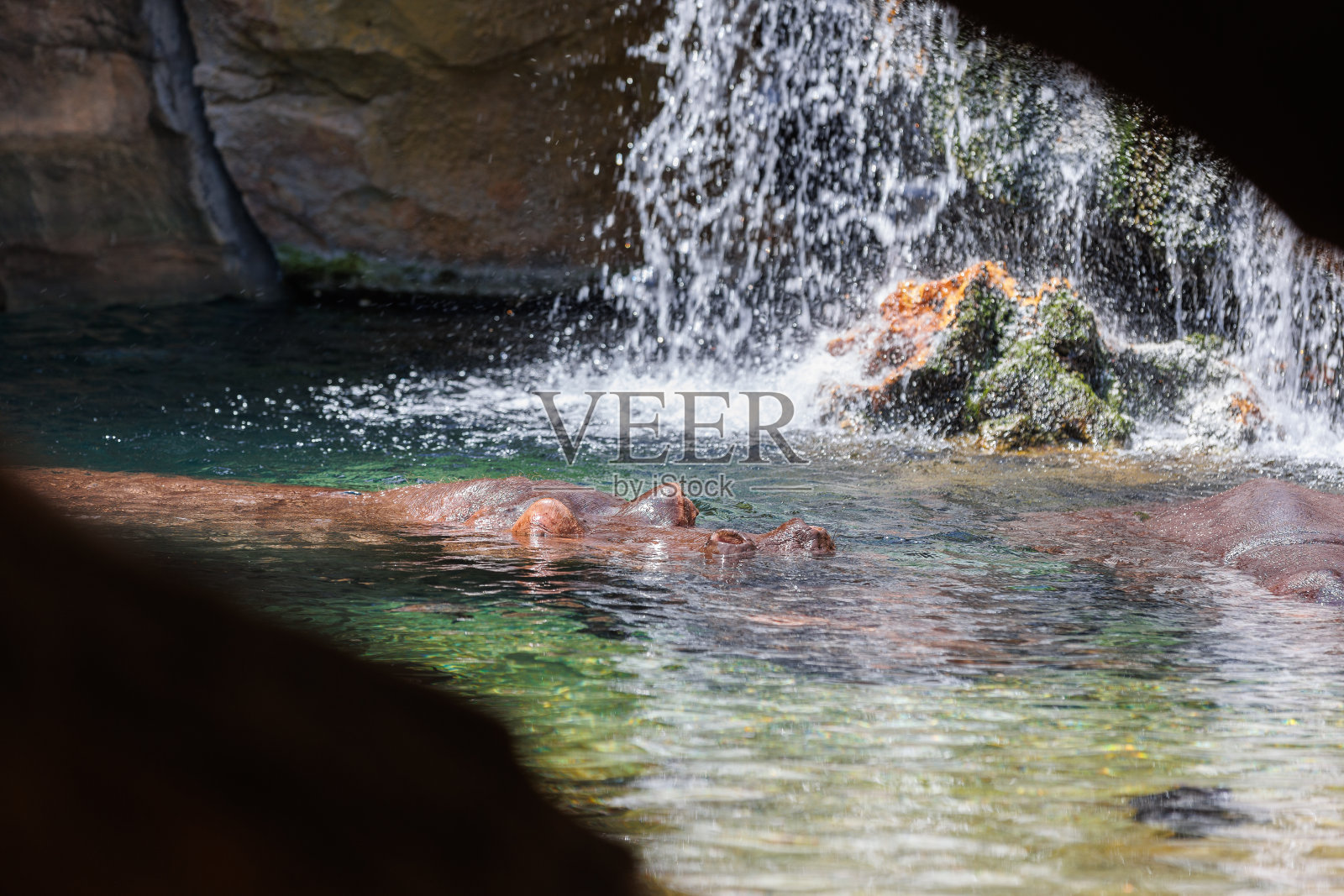 河马几乎完全沉浸在一个小瀑布附近的水晶般清澈的水中照片摄影图片
