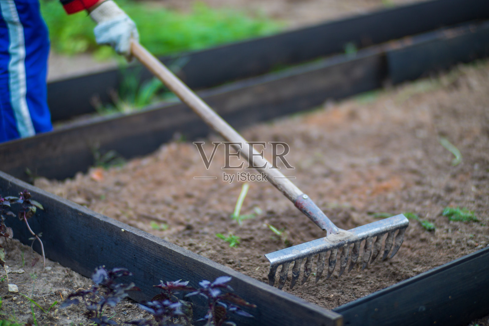 农民在花园里用手工工具耕地。土壤松动。园艺的概念。种植园的农业工作照片摄影图片