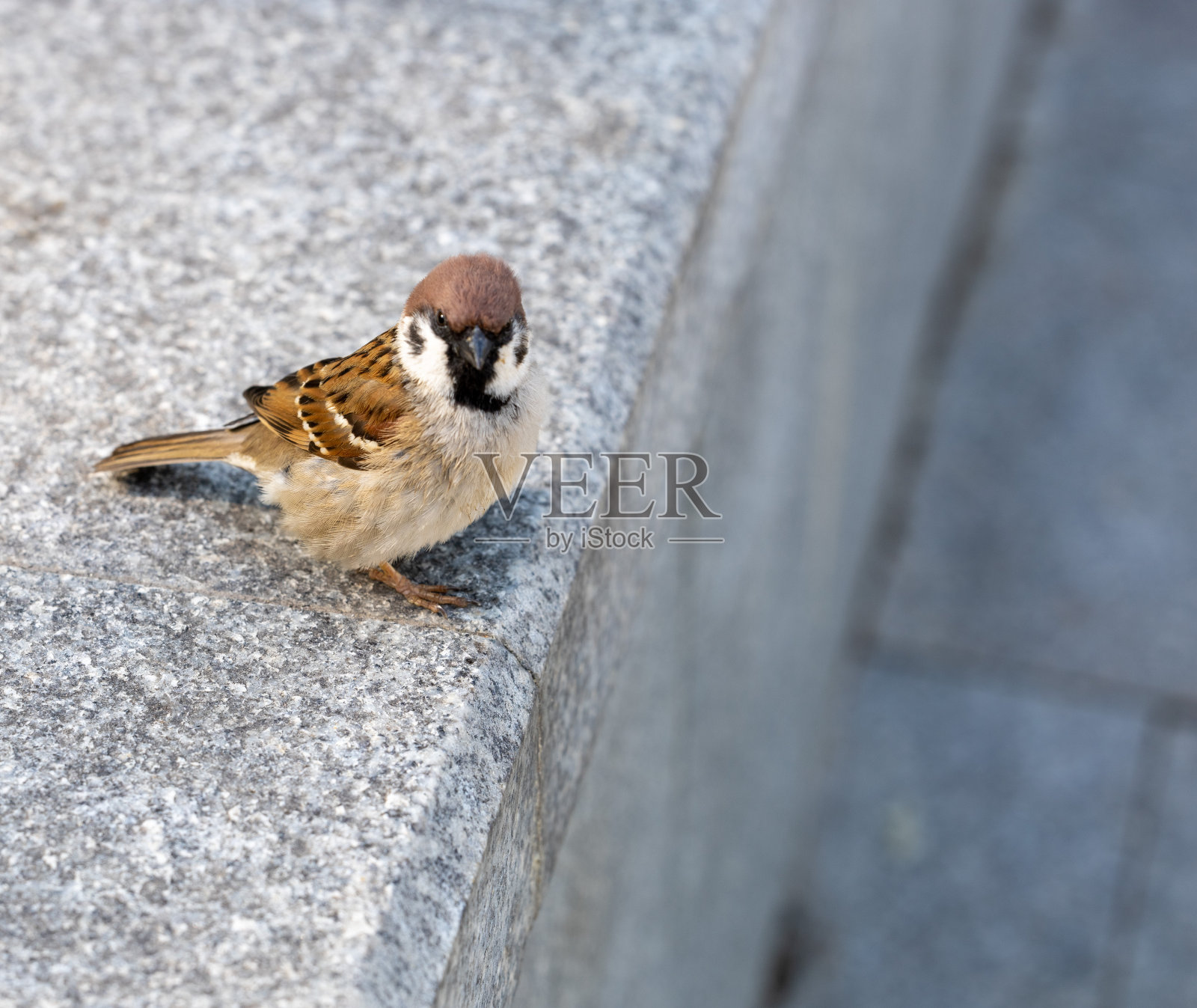 麻雀照片摄影图片