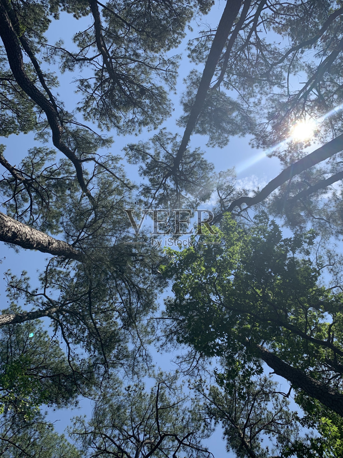 森林里的树照片摄影图片