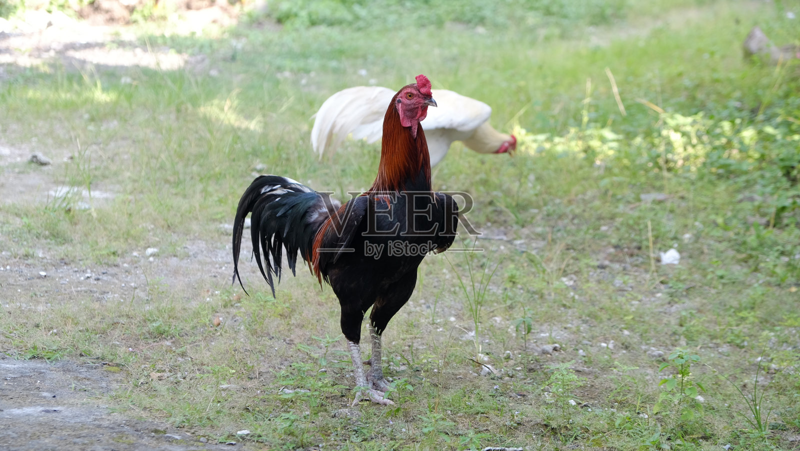 黑色和红色的大公鸡照片摄影图片