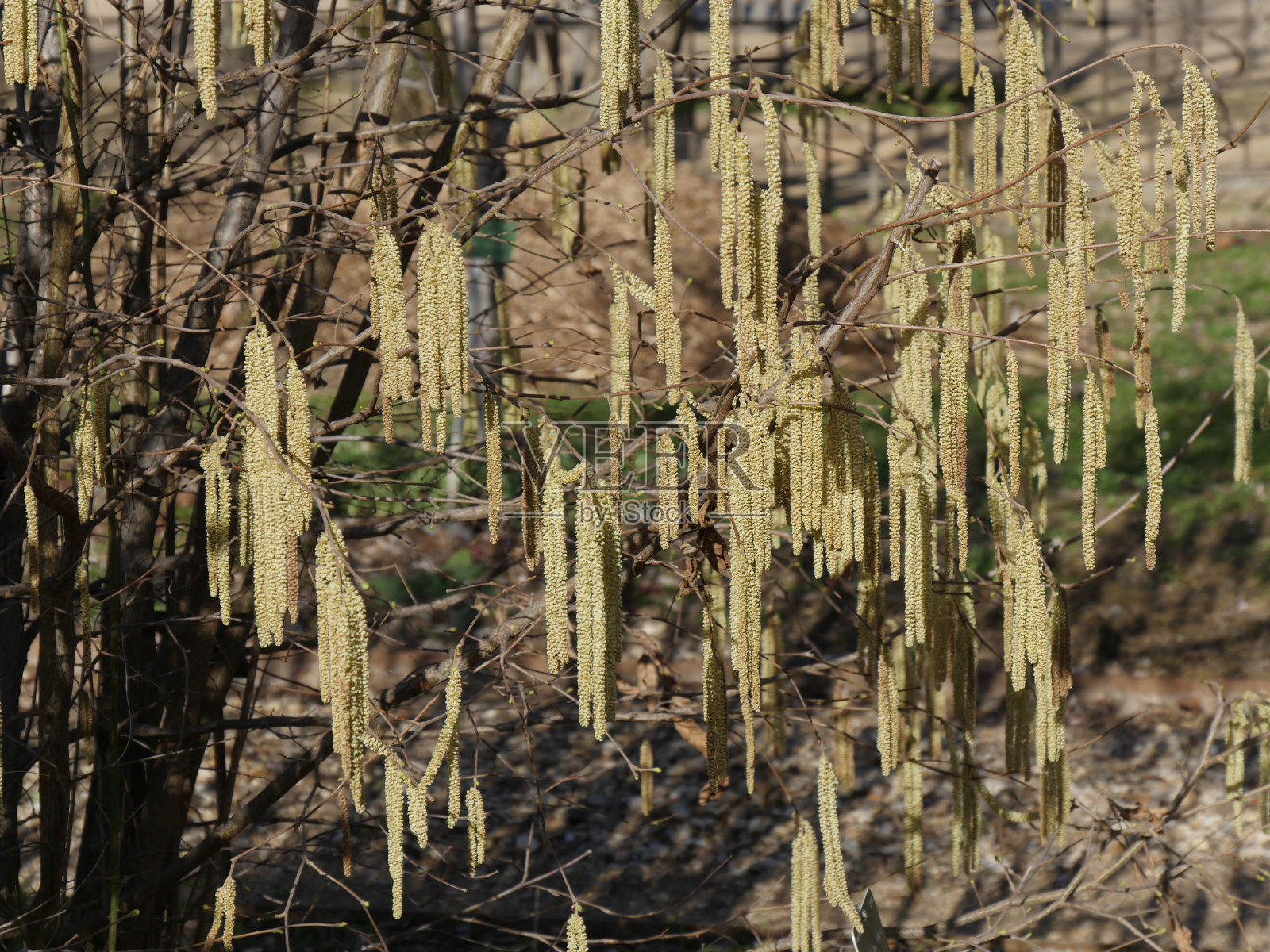 Corylus avellana照片摄影图片
