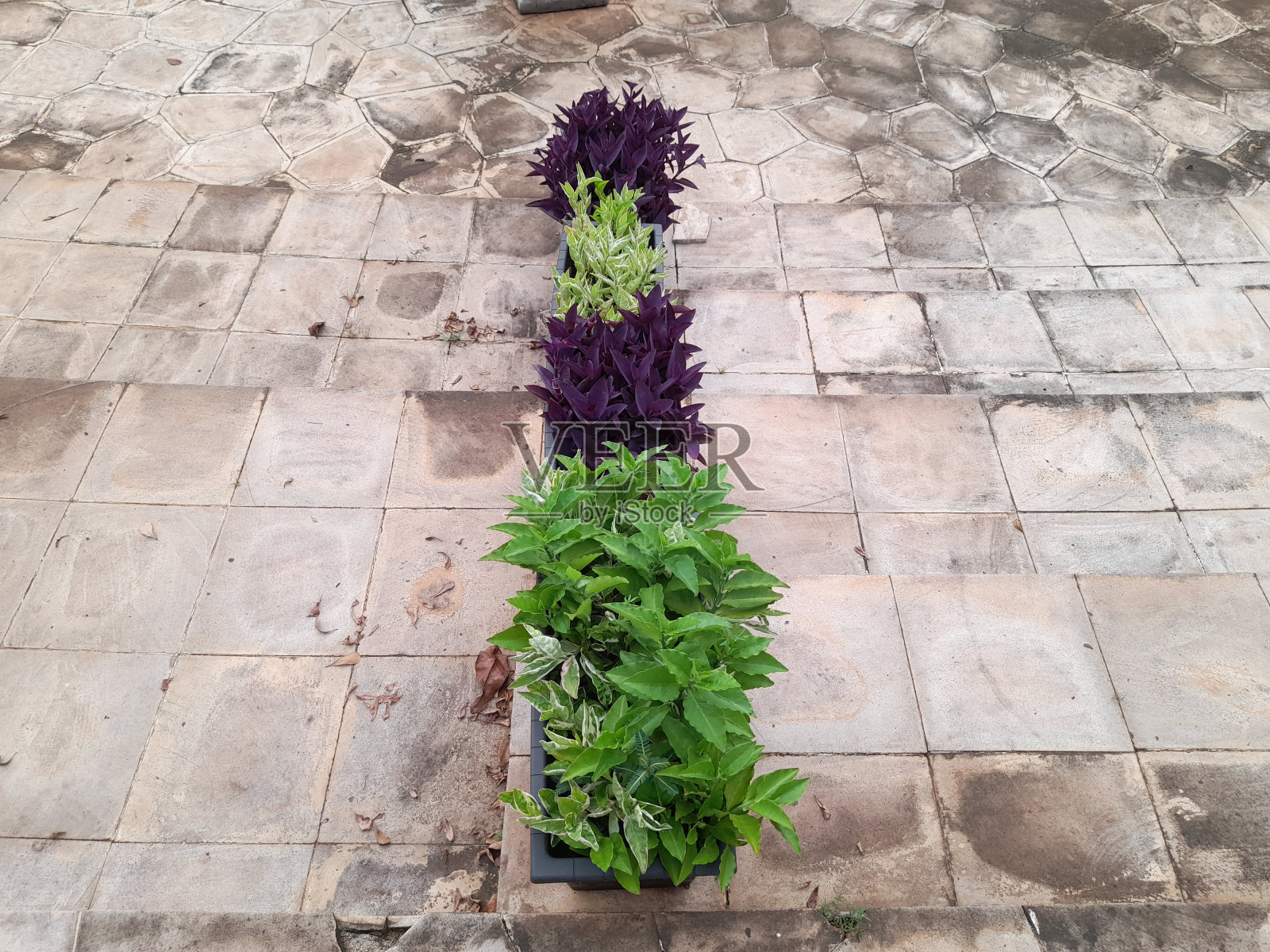 庭院盆景观赏植物(Nuphar Japonica)。照片摄影图片