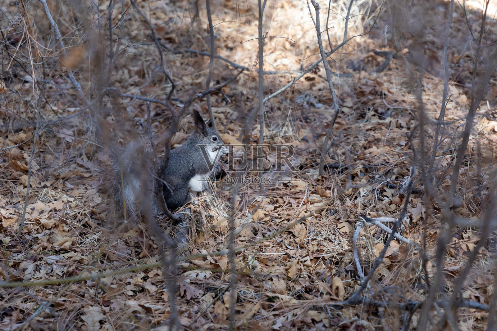 新墨西哥照片摄影图片