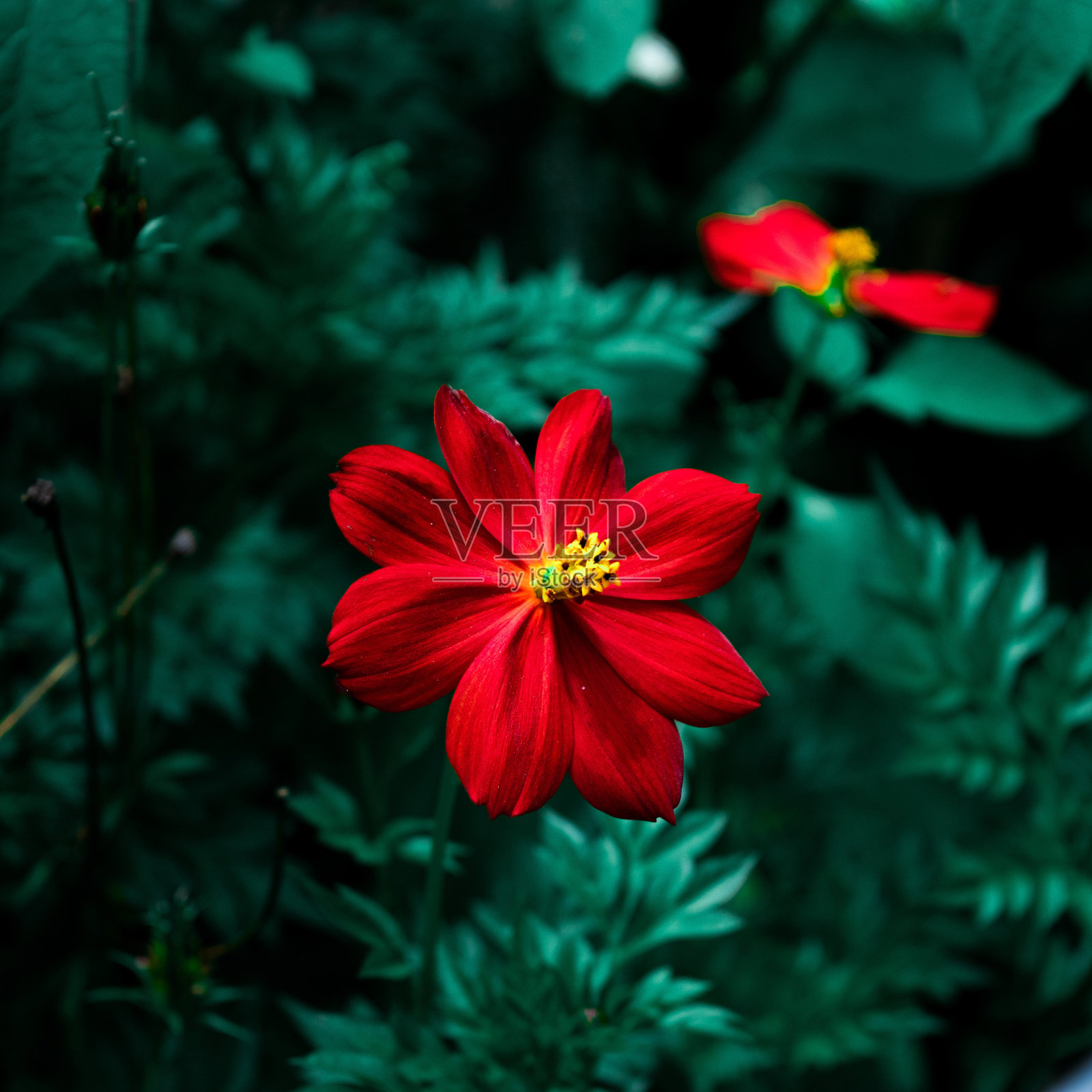 红色的花照片摄影图片