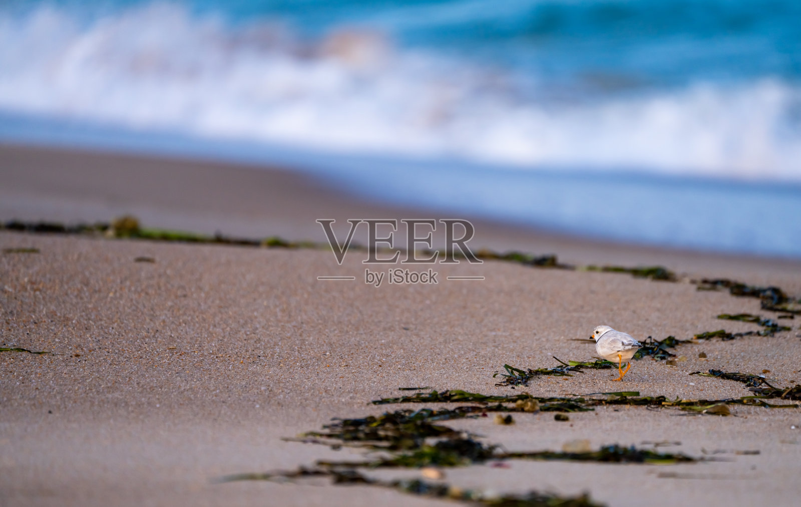 在海滩上漫步的笛鸟照片摄影图片