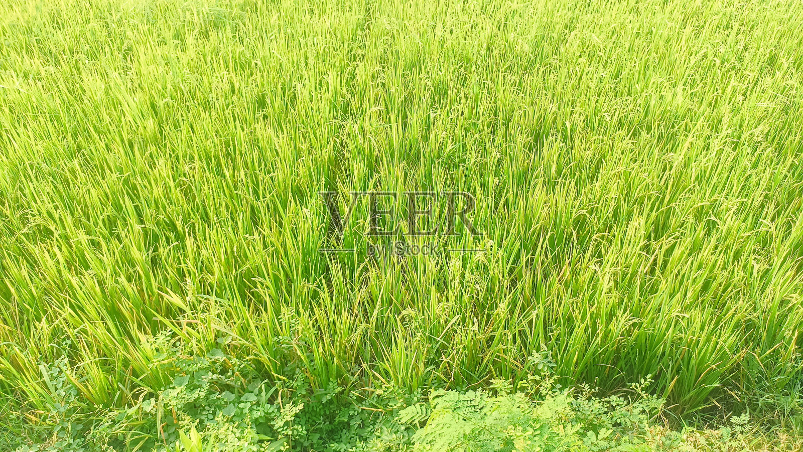 稻田的绿色景观，稻田在Nganjuk，印度尼西亚。热带景观。农业。绿色的田野照片摄影图片