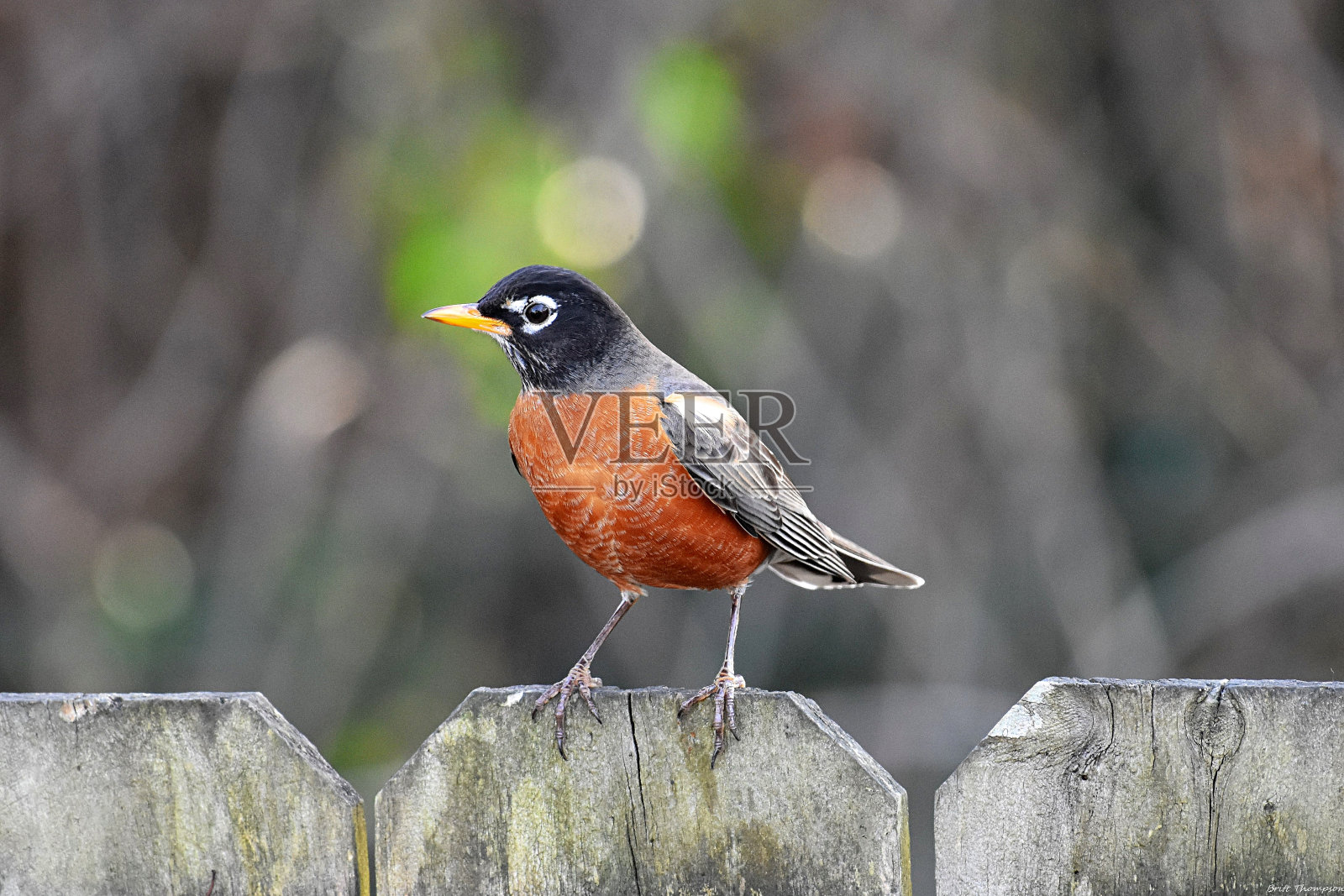 美国罗宾照片摄影图片