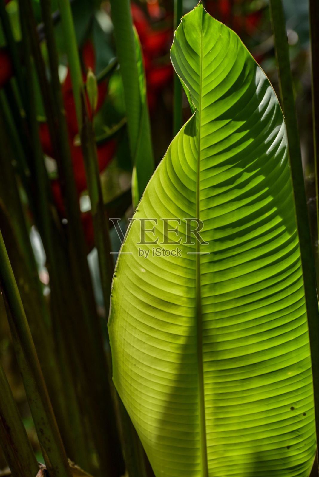 温暖的阳光照耀着郁郁葱葱的绿色植物照片摄影图片