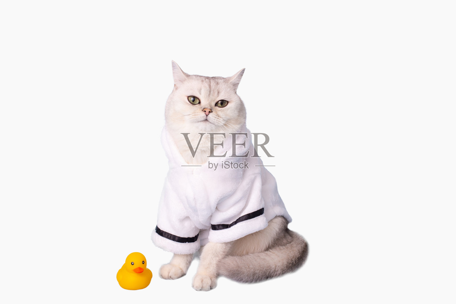 白猫坐在白色的浴衣里，背景是白色的照片摄影图片