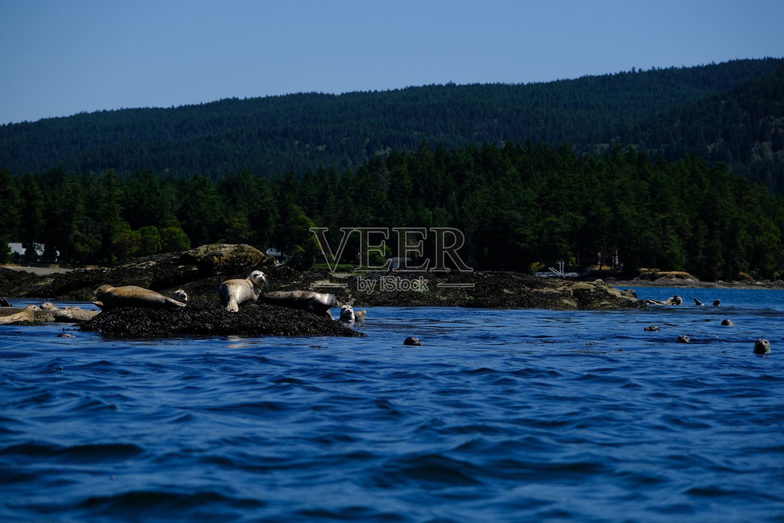 一群海豹在萨图纳岛附近的岩石上享受午睡照片摄影图片