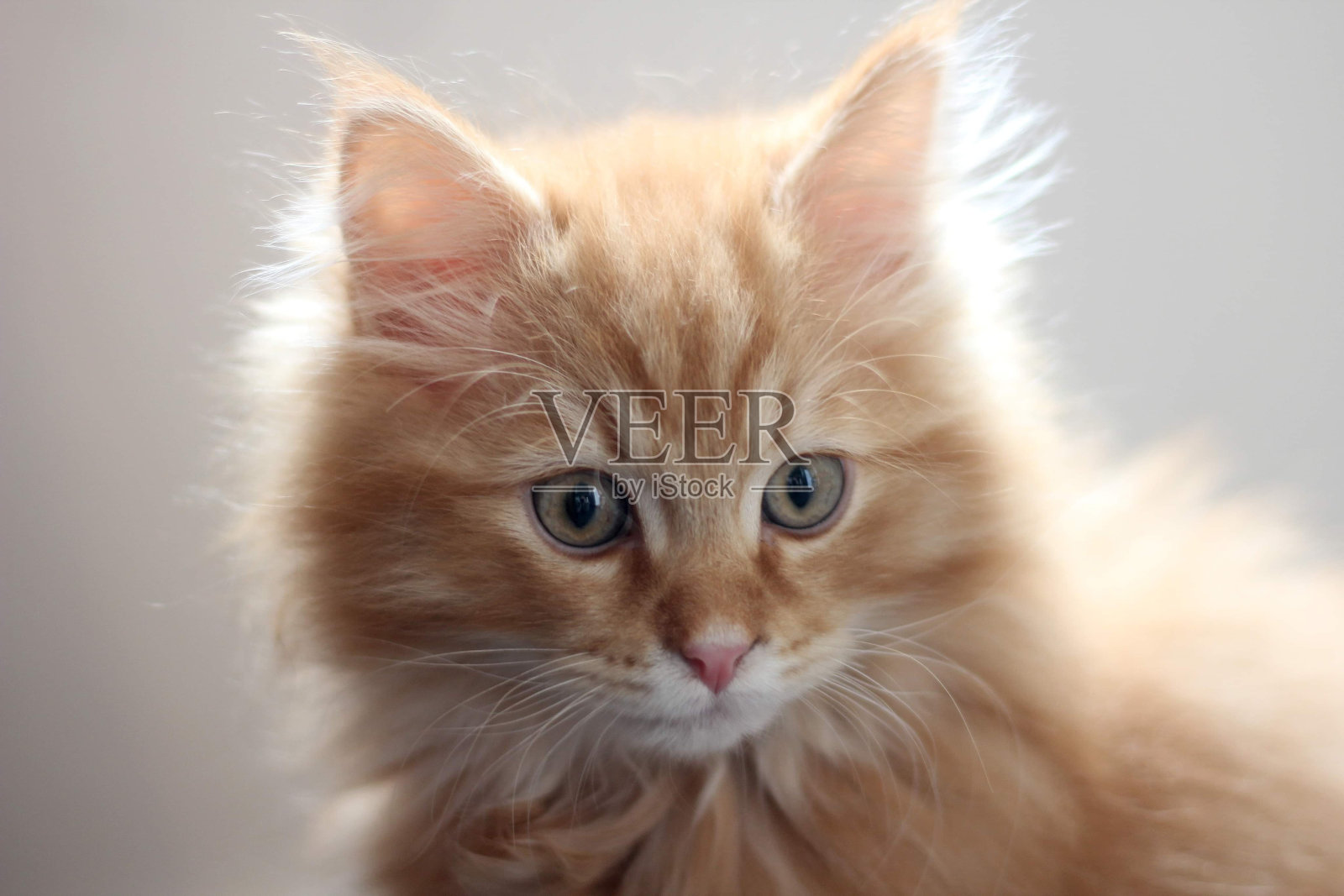 一只红色毛茸茸的西伯利亚小猫照片摄影图片