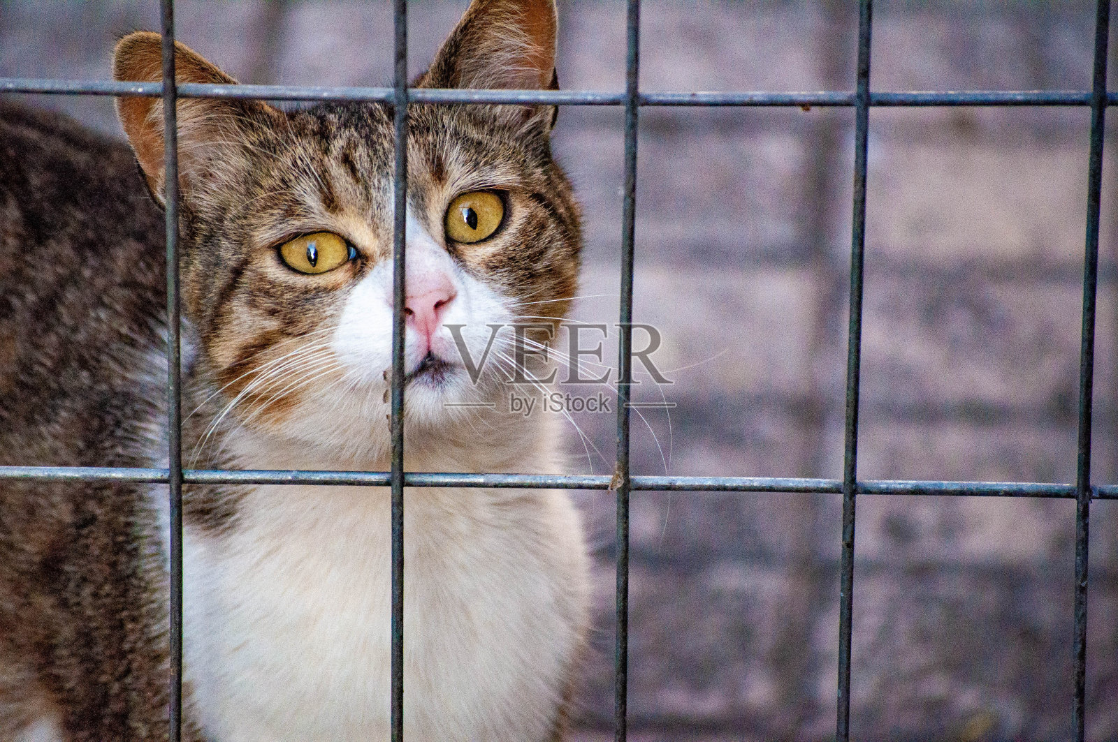 小猫在街上照片摄影图片