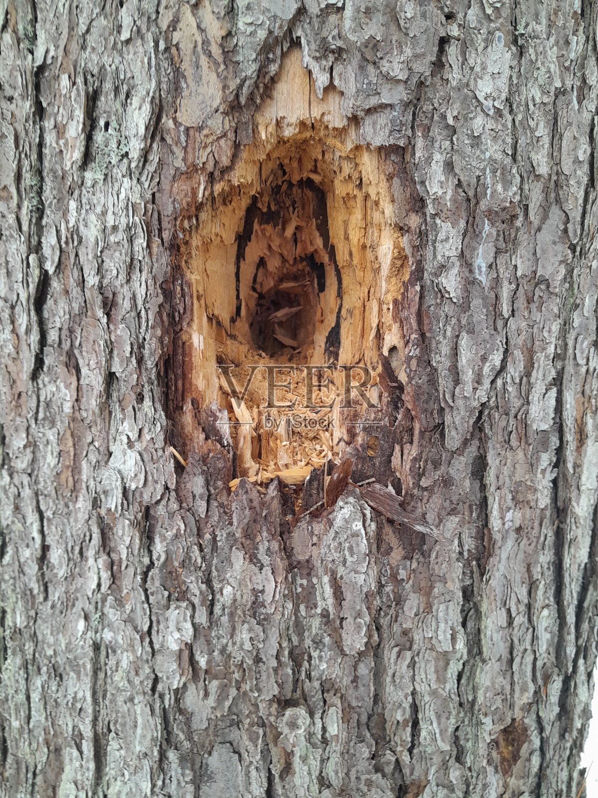 啄木鸟的洞照片摄影图片