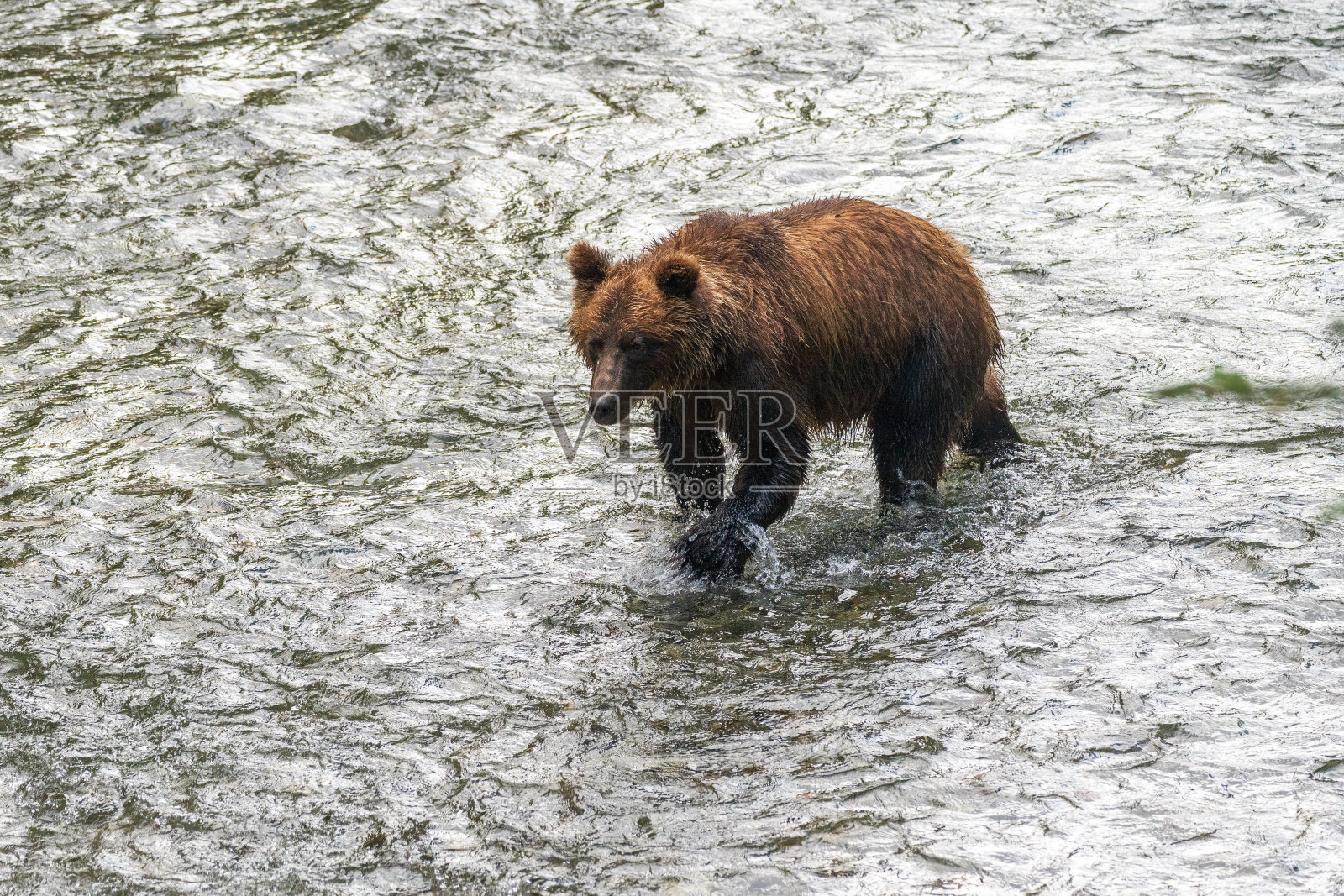灰熊在钓鲑鱼照片摄影图片