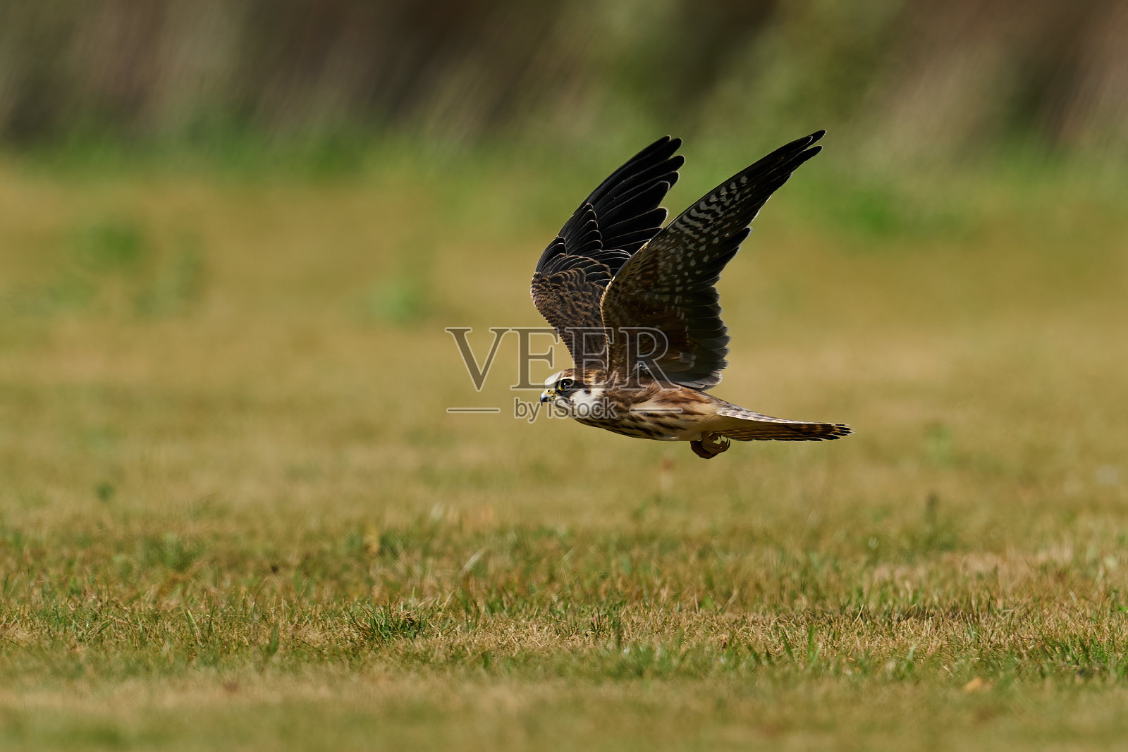 红脚隼(Falco vespertinus)照片摄影图片