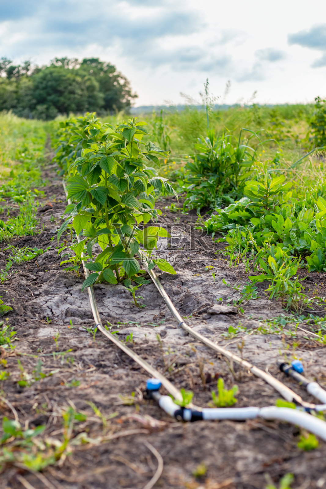 一排正在生长的树莓用滴灌。在农场种植浆果和水果照片摄影图片