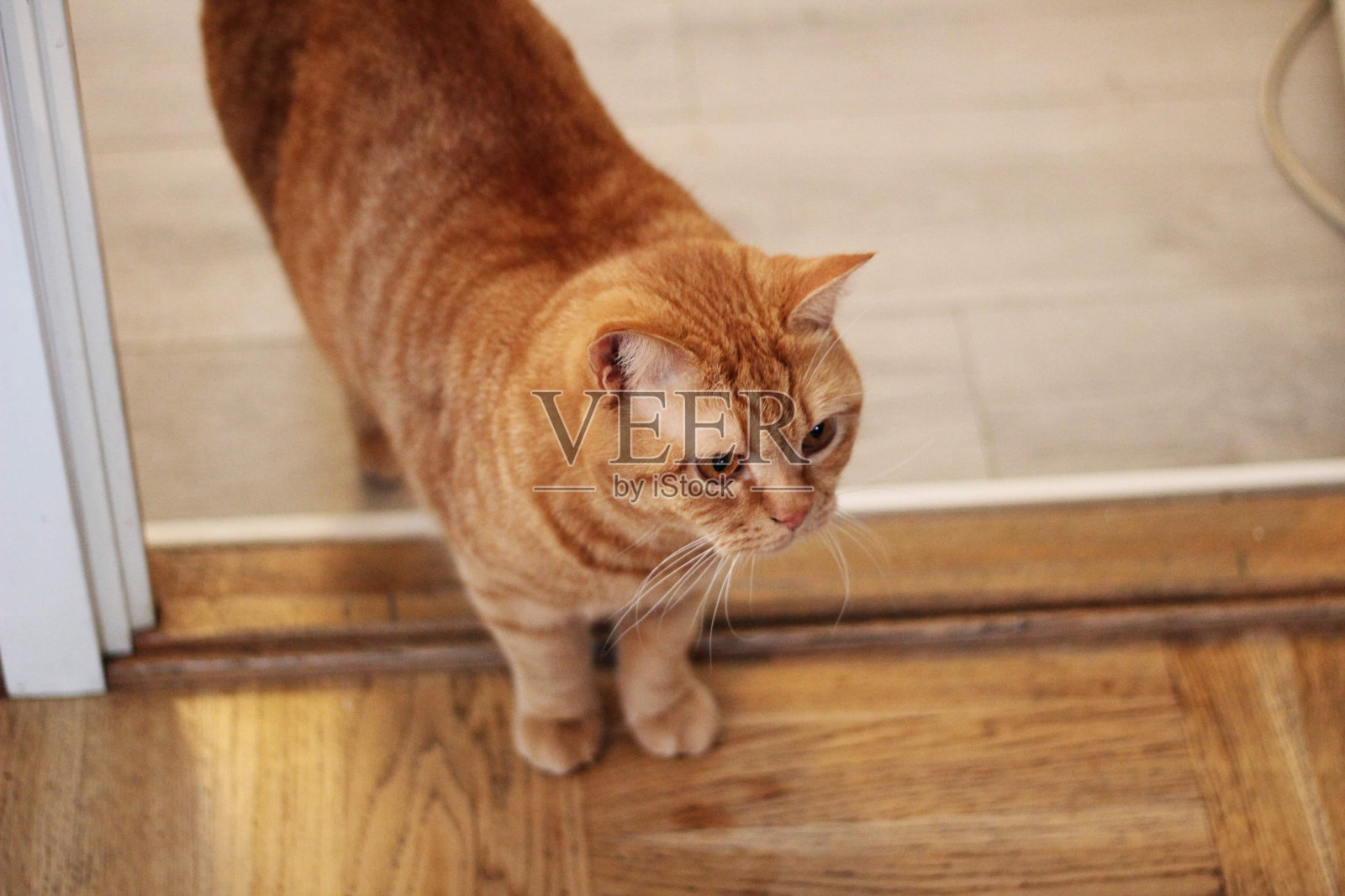 一只橙色的英国短毛猫照片摄影图片