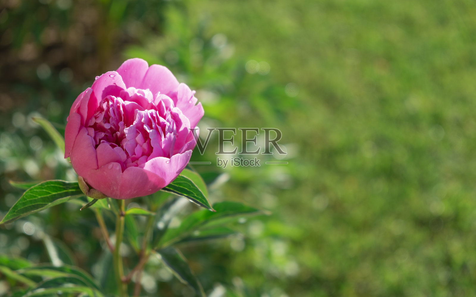 花园里的牡丹照片摄影图片