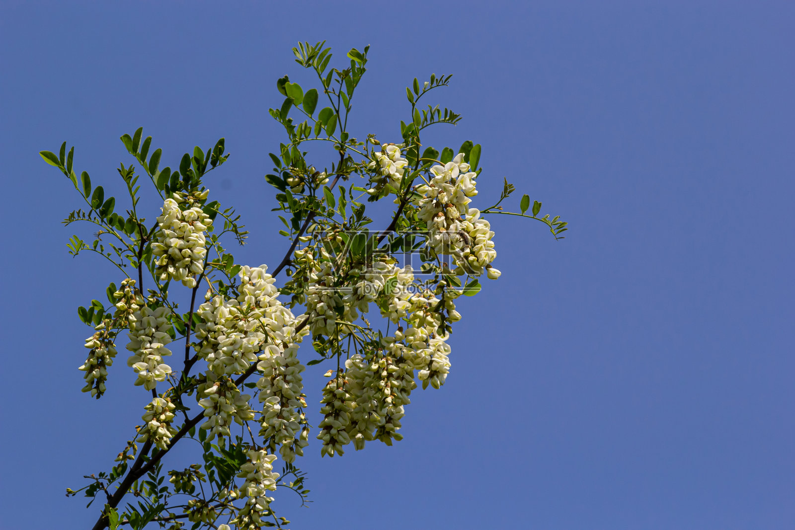 茂盛开花的刺槐枝有刺槐、假刺槐、刺槐等。花蜜的来源，温柔而芬芳的蜂蜜。槐树花-刺槐照片摄影图片