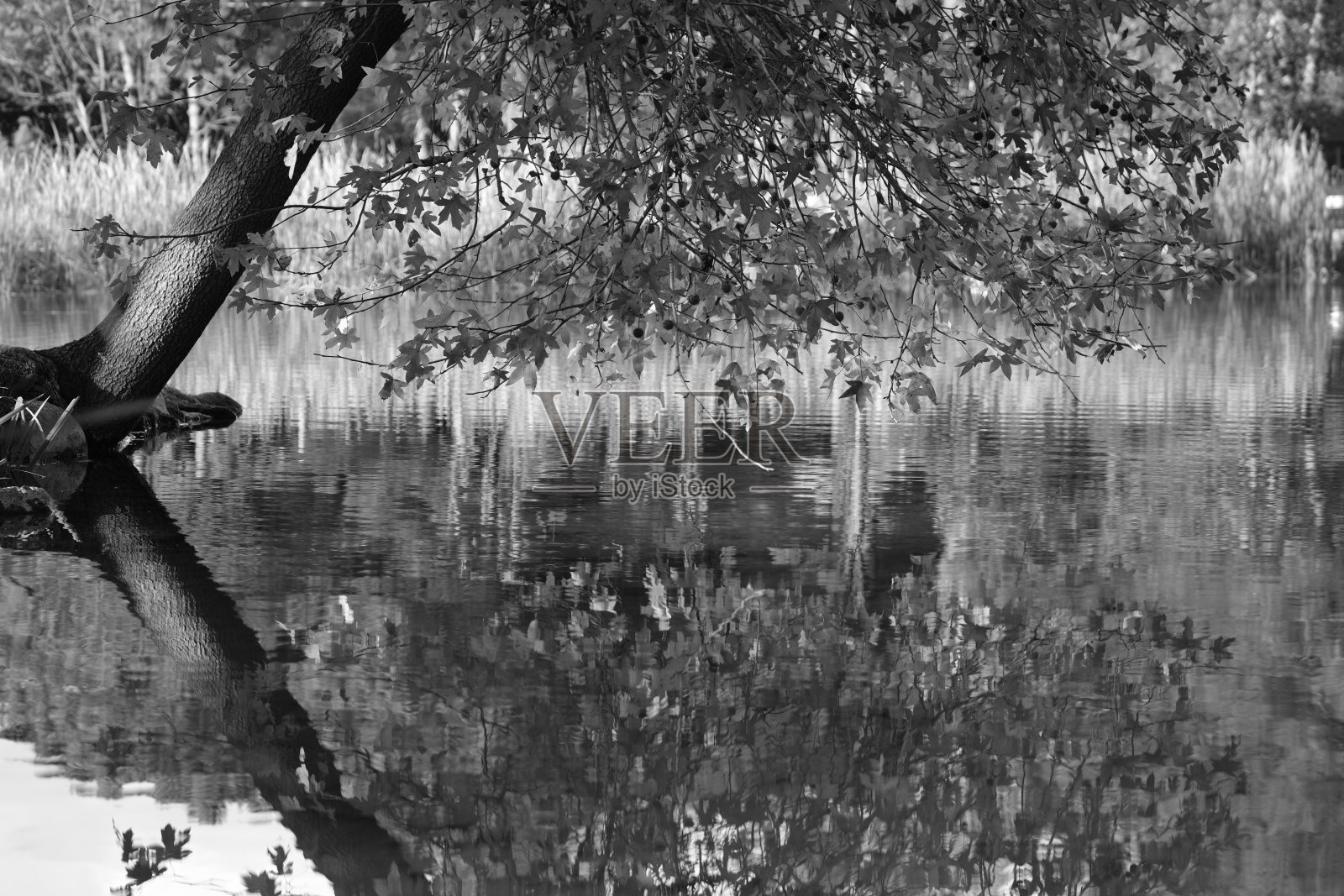 Reflektions照片摄影图片