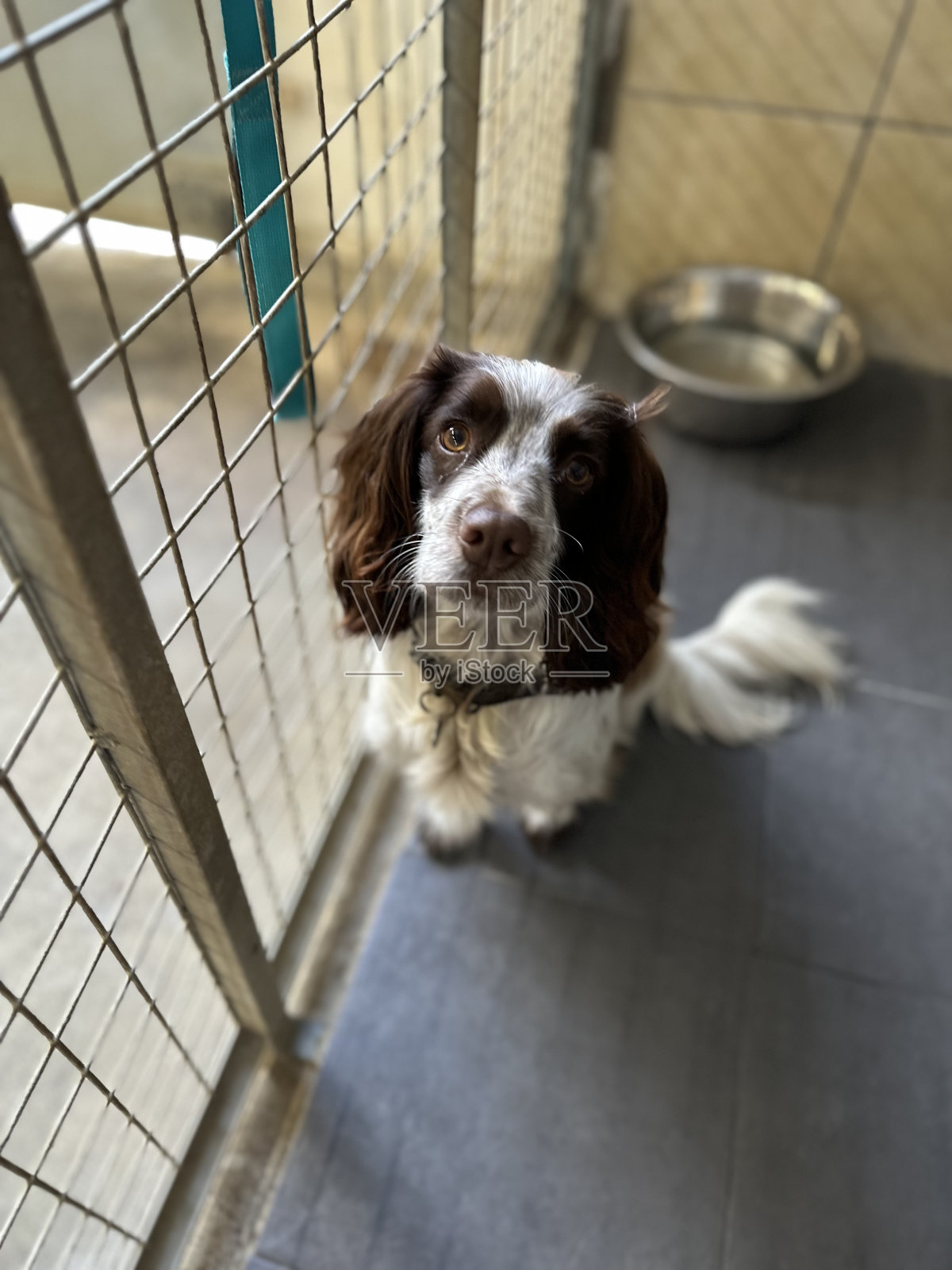 棕色和白色的可卡犬照片摄影图片