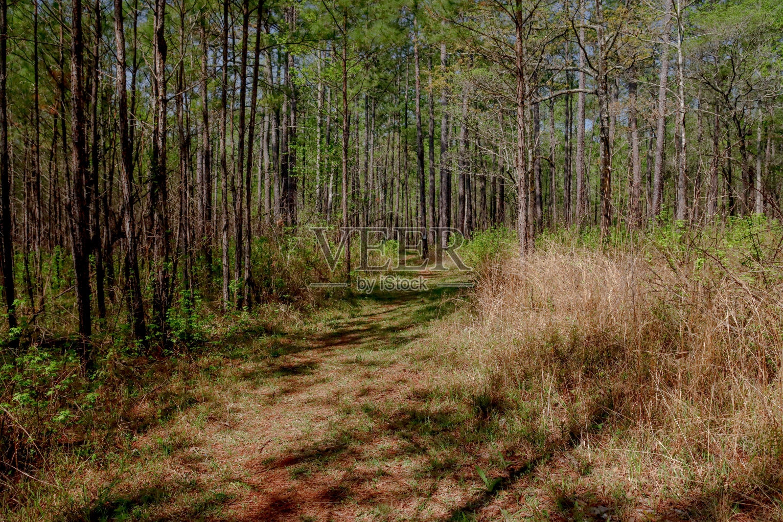 乔治亚森林中路照片摄影图片