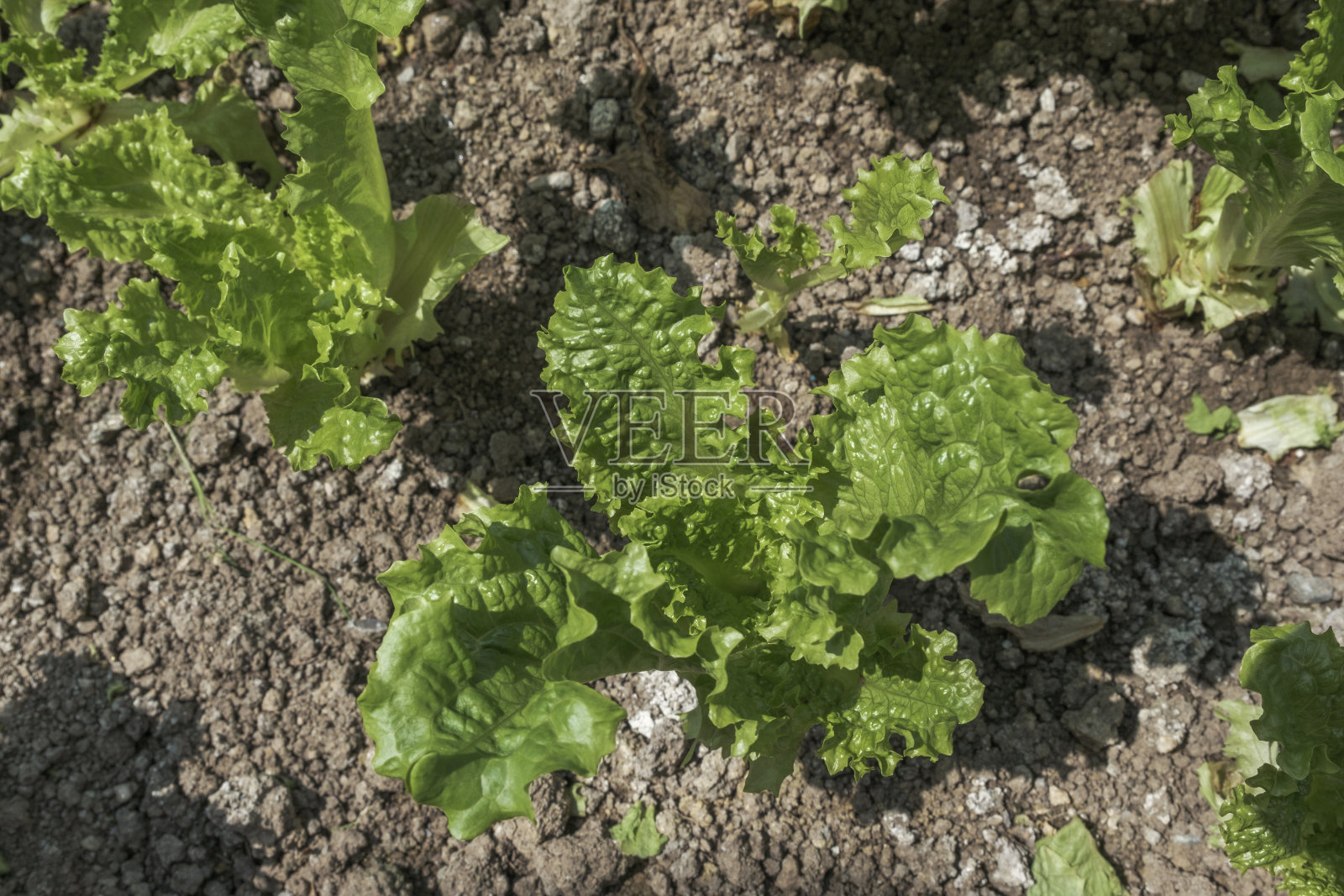 新鲜生菜叶照片摄影图片
