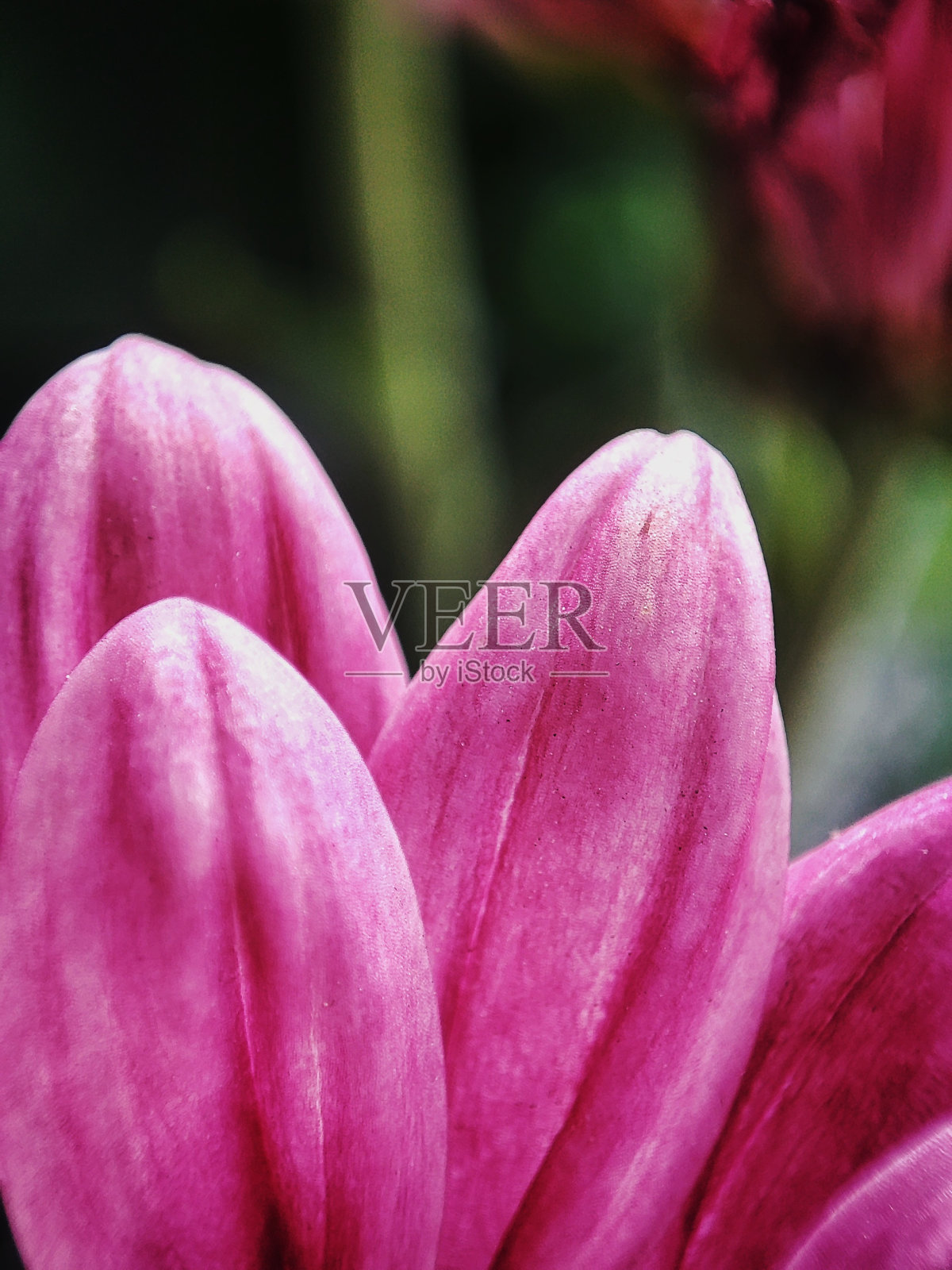 近距离观看美丽的粉红色花瓣照片摄影图片