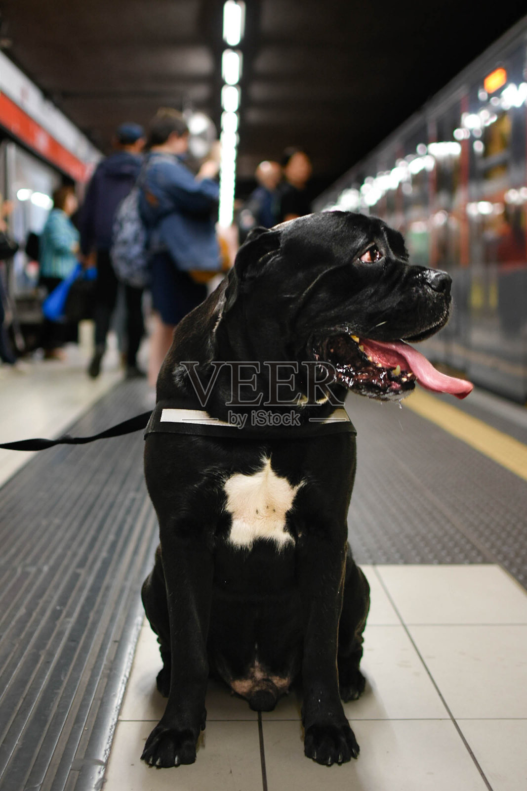 甘蔗Corso照片摄影图片