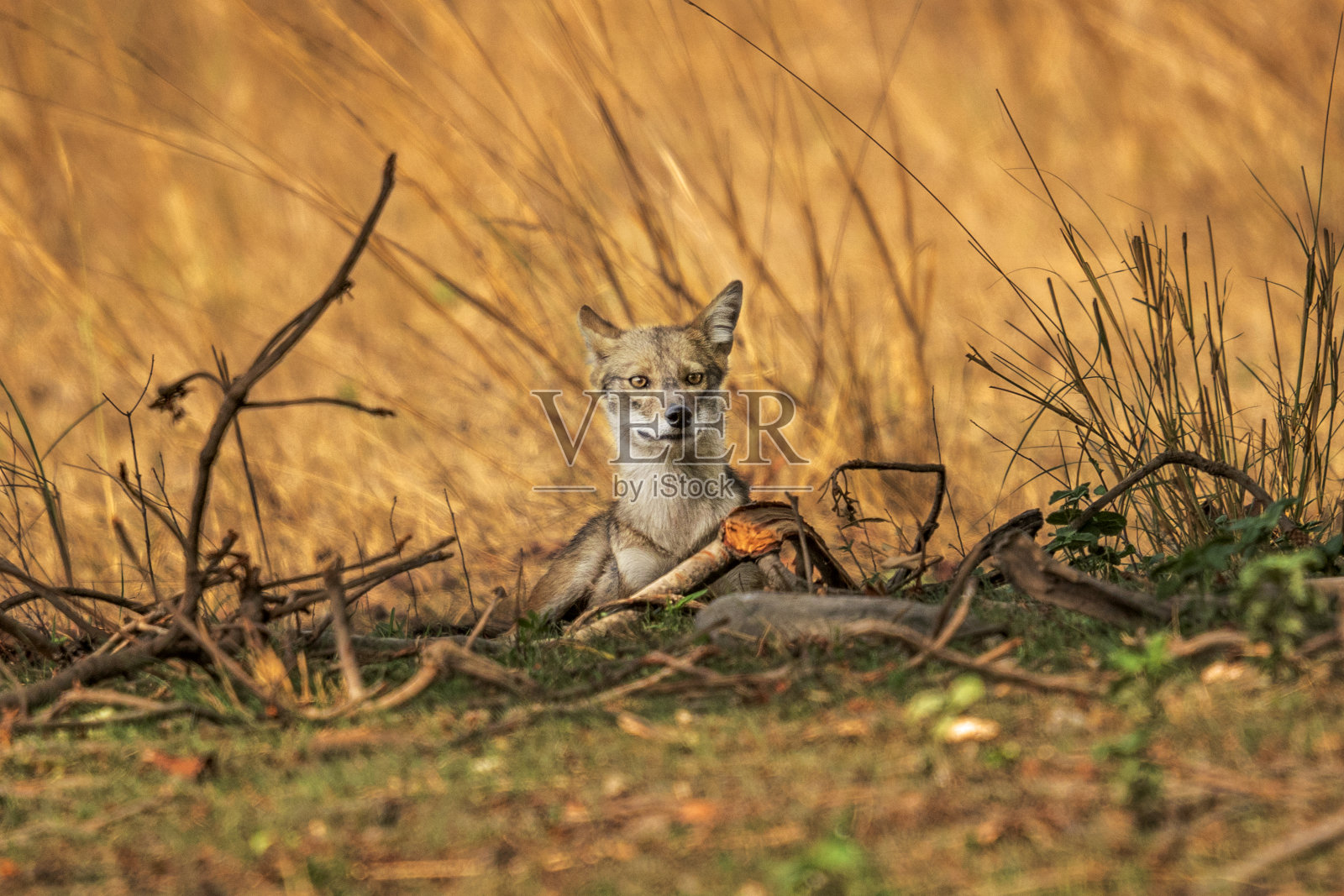 的Jackel照片摄影图片