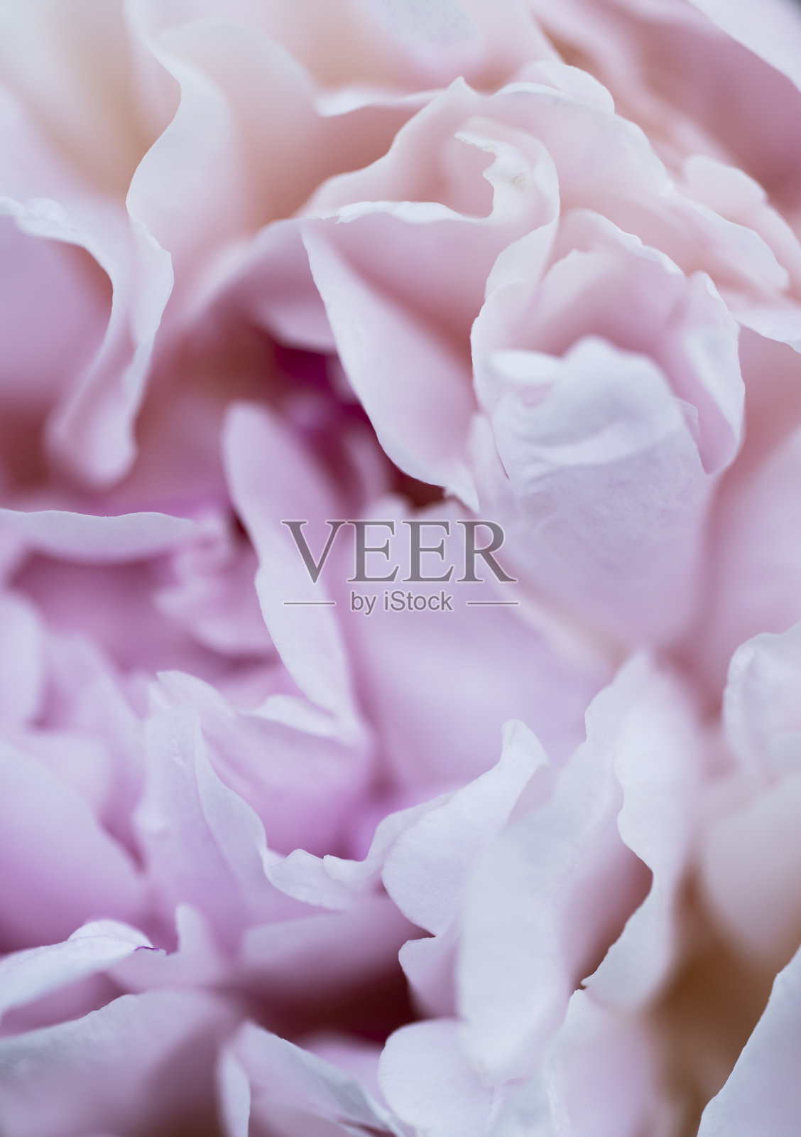 浅粉色背景的牡丹花瓣。柔和色调的阴影。背景花。室内海报照片摄影图片