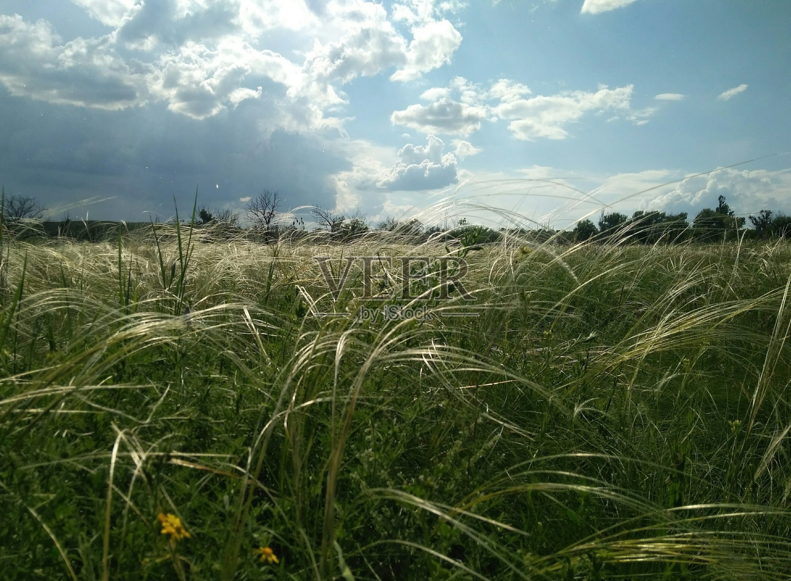 春暖花开的草原。照片摄影图片