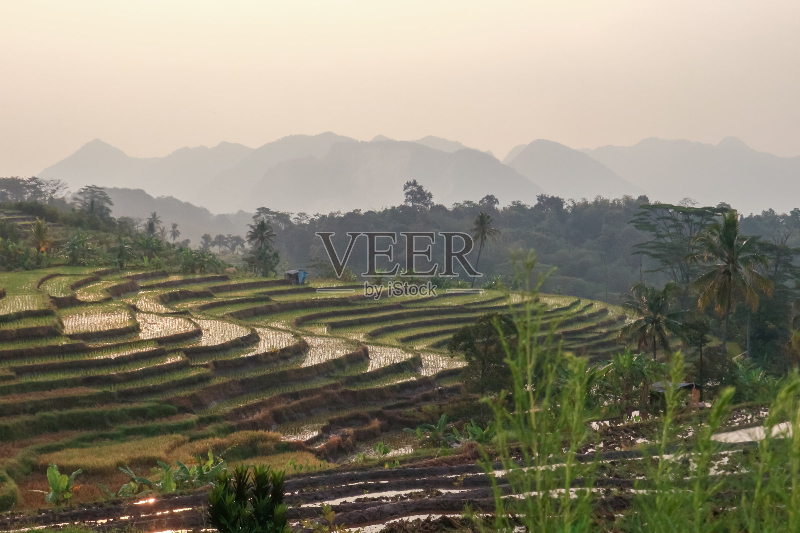 日落时的自然风光，山间稻田和绿树的景色照片摄影图片