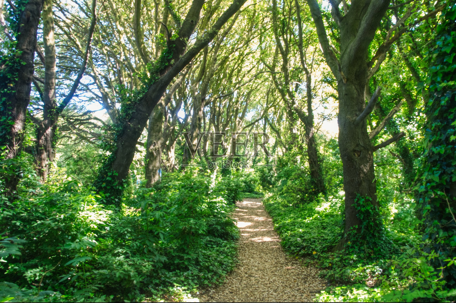 森林的途径照片摄影图片