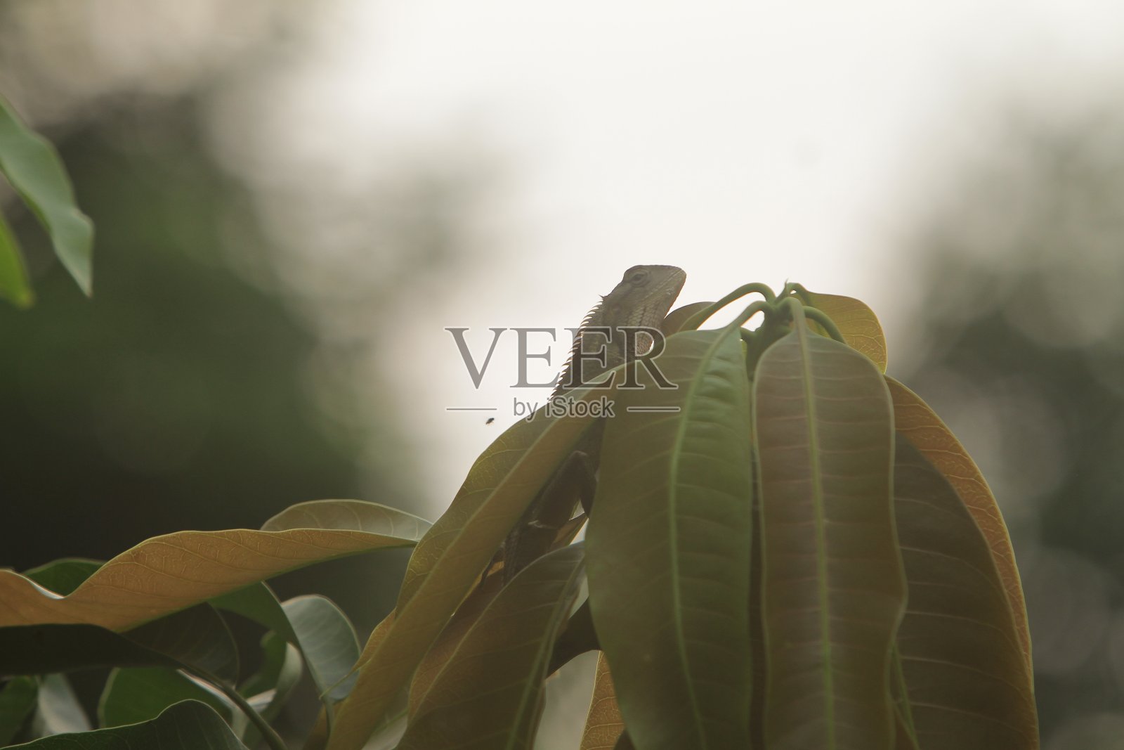 在顶部照片摄影图片