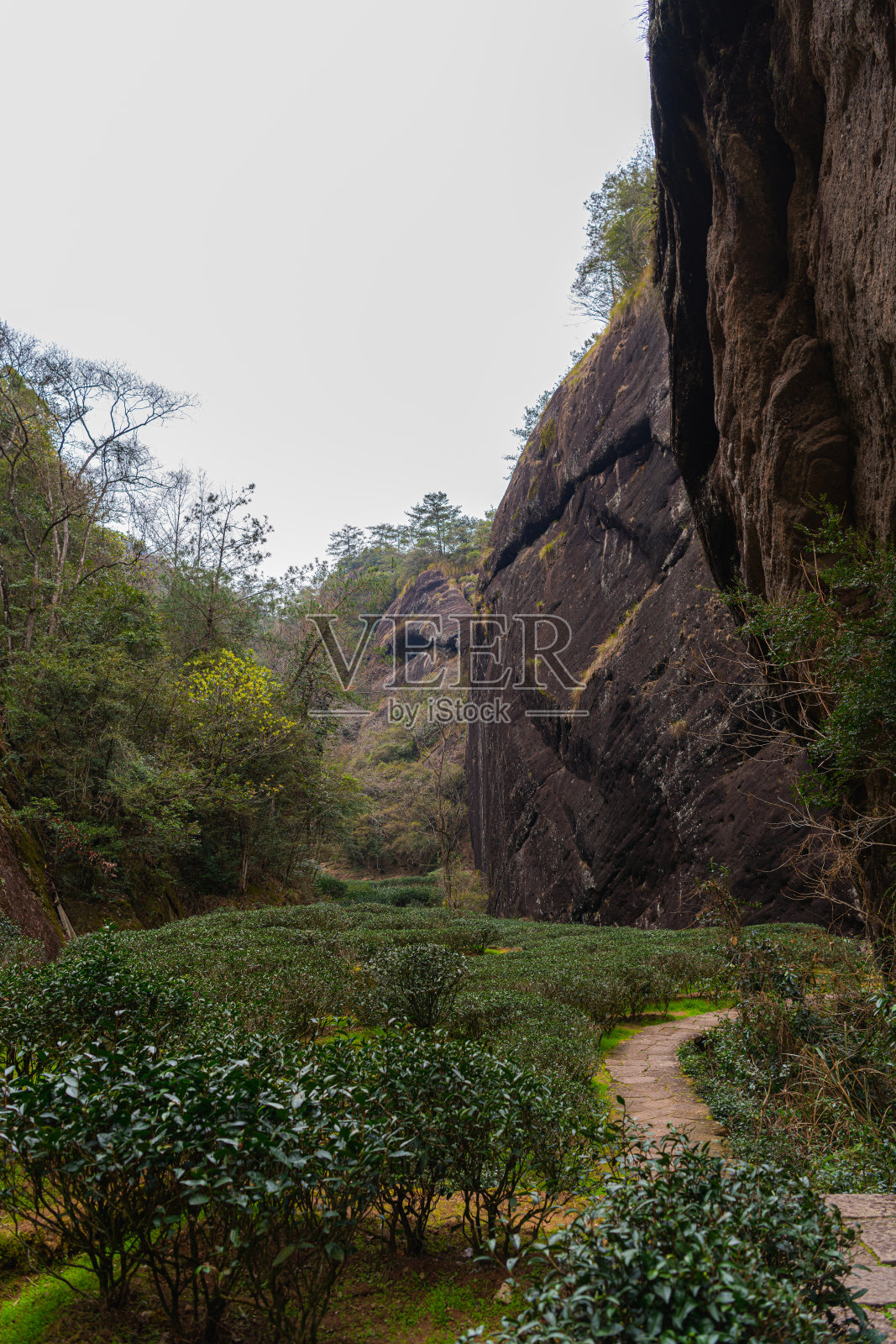 福建南平武夷山茶园之间高大的岩石照片摄影图片
